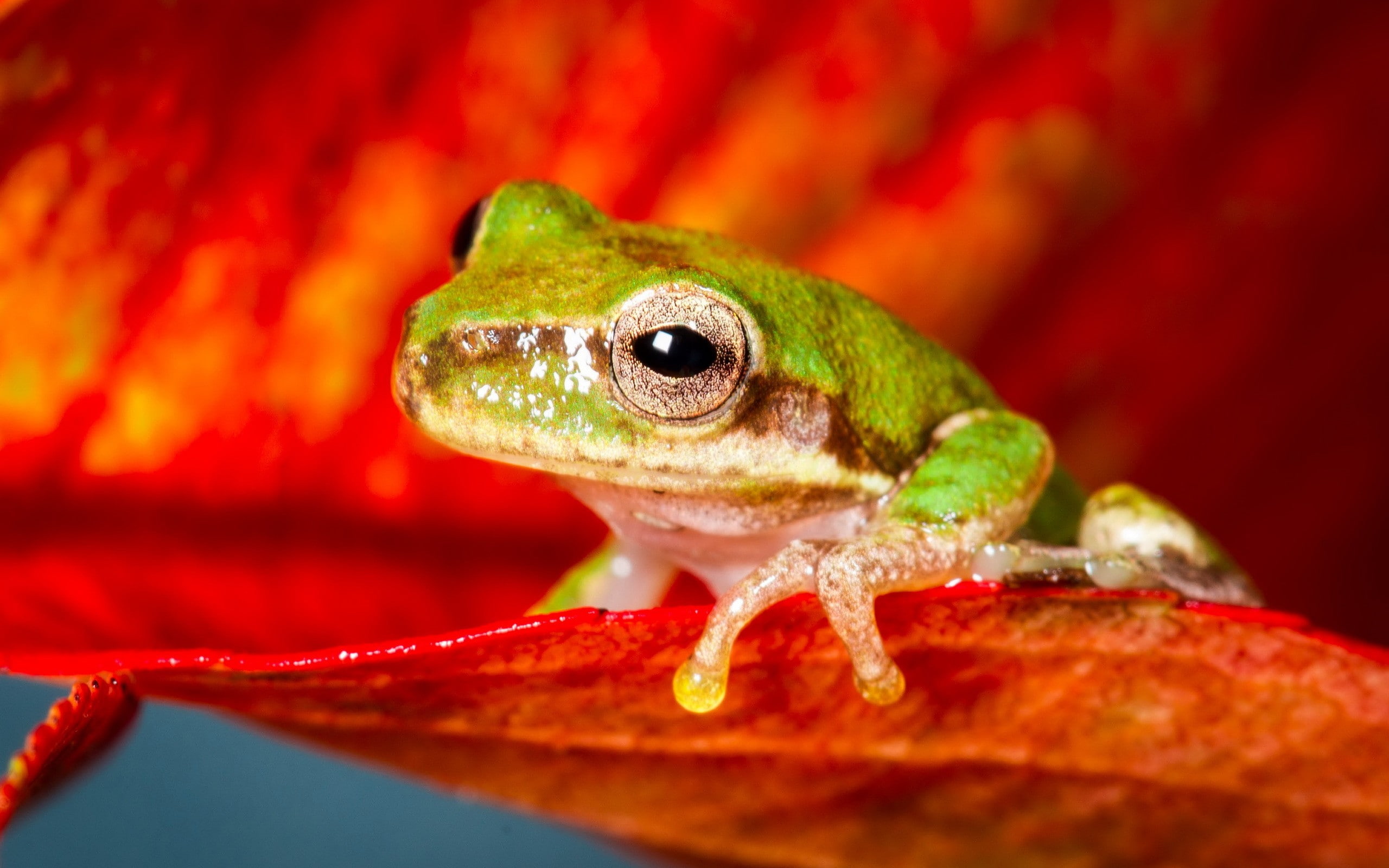 animal wildlife, animal head, lizard, focus on foreground, frog, green color, animal themes, no people, one animal, animal, outdoors, nature, vertebrate, HD Wallpaper
