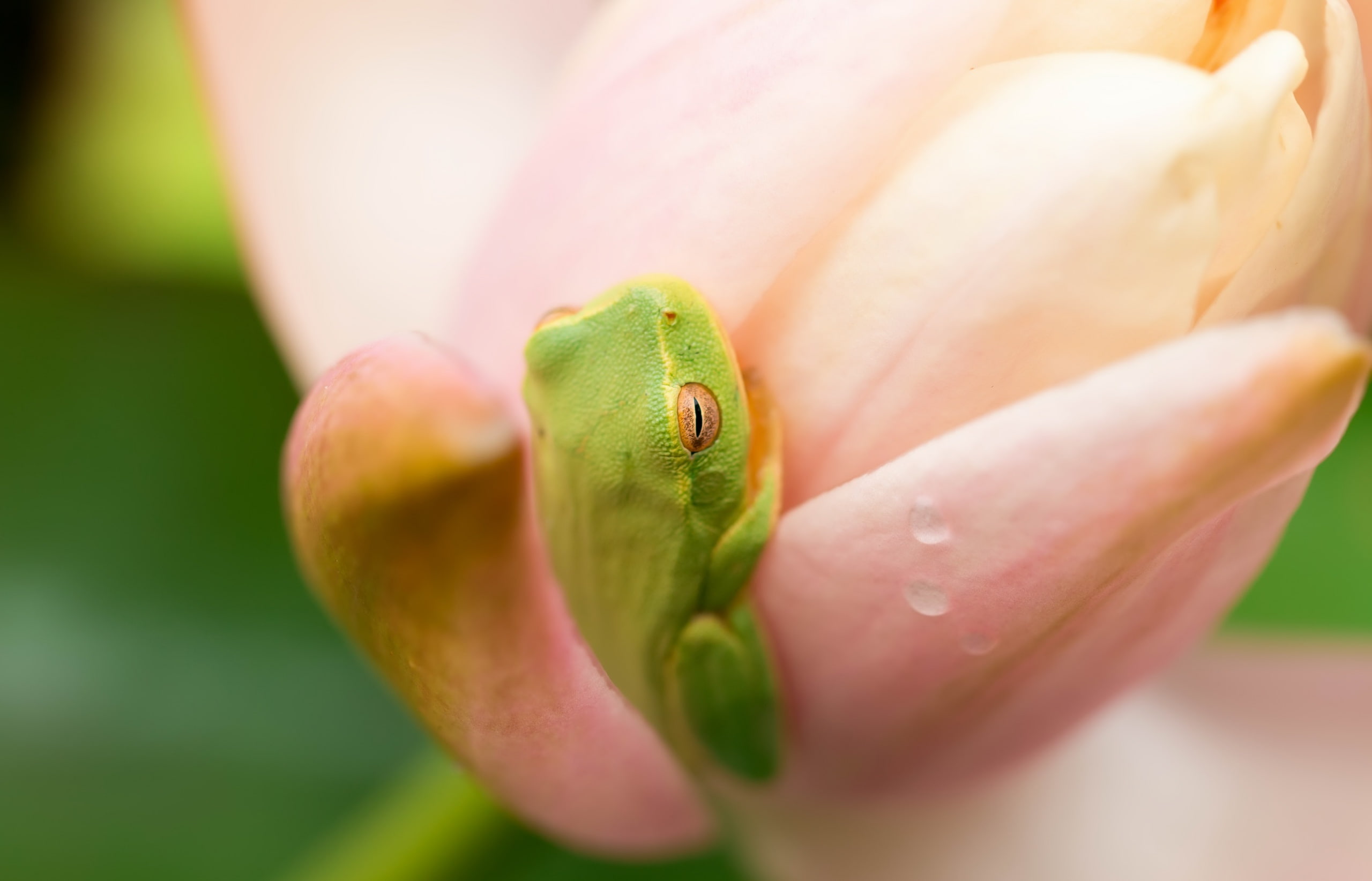 amphibian, plants, frog, 2K, nature, animals, macro, HD Wallpaper