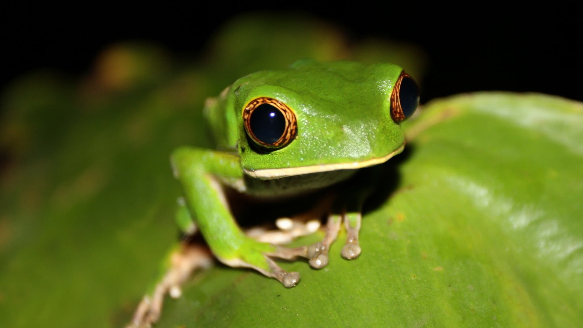 animal themes, reptile, black, animal, green color, frog, amphibian, one animal, animal wildlife, nature, animal body part, ceramic, outdoors, plant part, HD Wallpaper