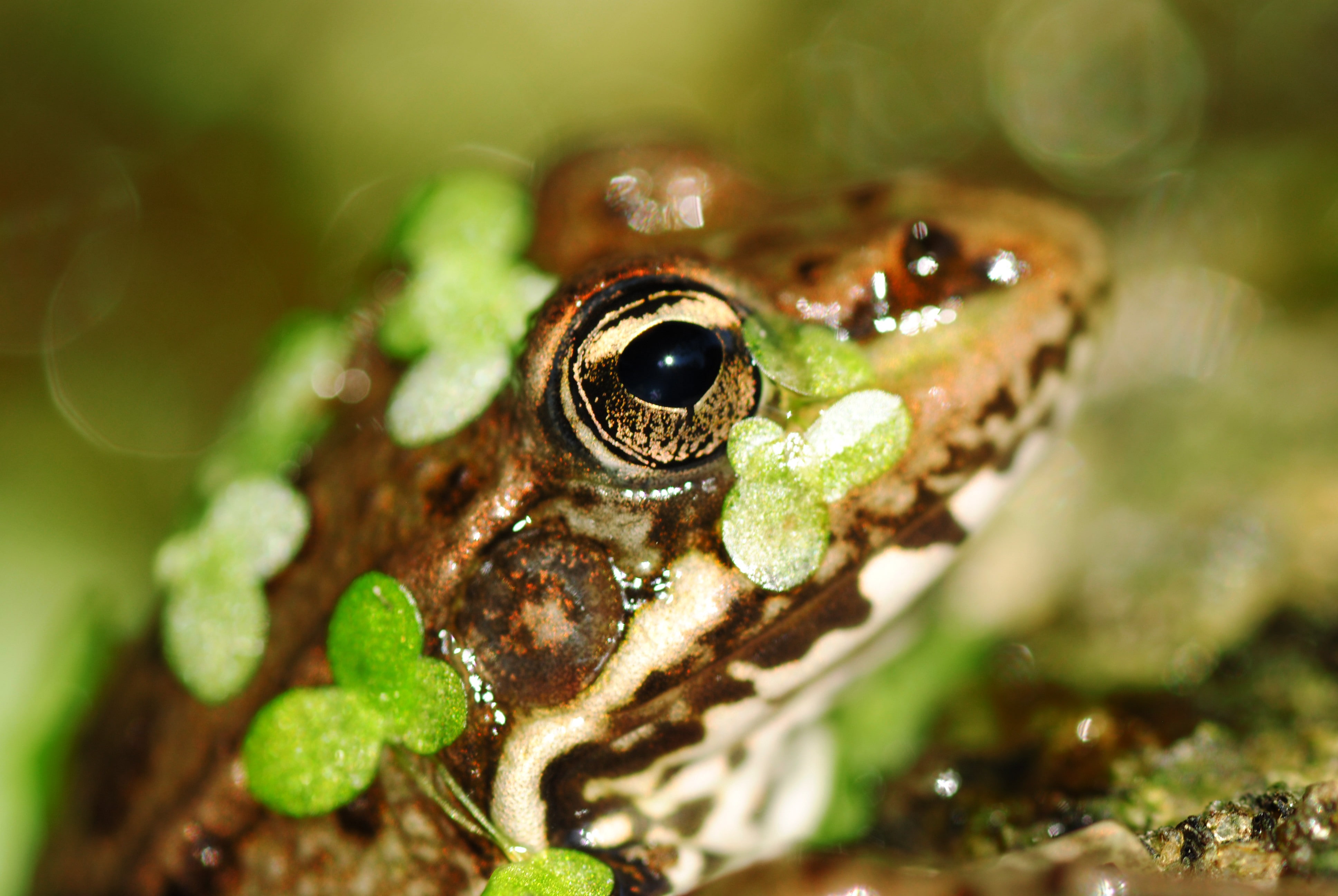 one animal, frog, animal, day, 4K, animal eye, nature, animal body part, macro, animals, vertebrate, water, invertebrate, rainforest, close-up, no people, HD Wallpaper
