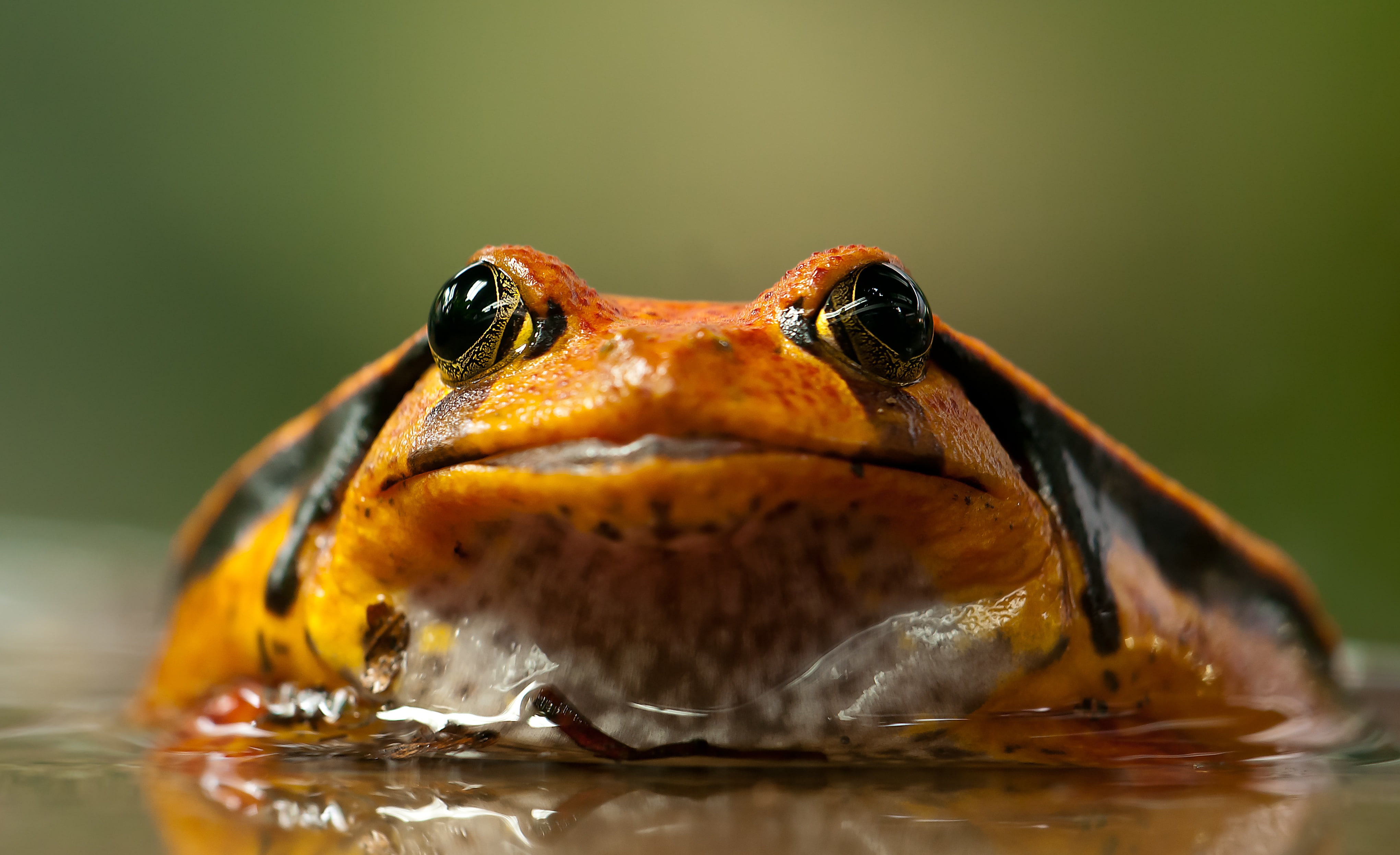 eye, animal body part, one animal, vertebrate, animal wildlife, animal themes, selective focus, day, water, nature, animals in the wild, animal, animals, HD Wallpaper