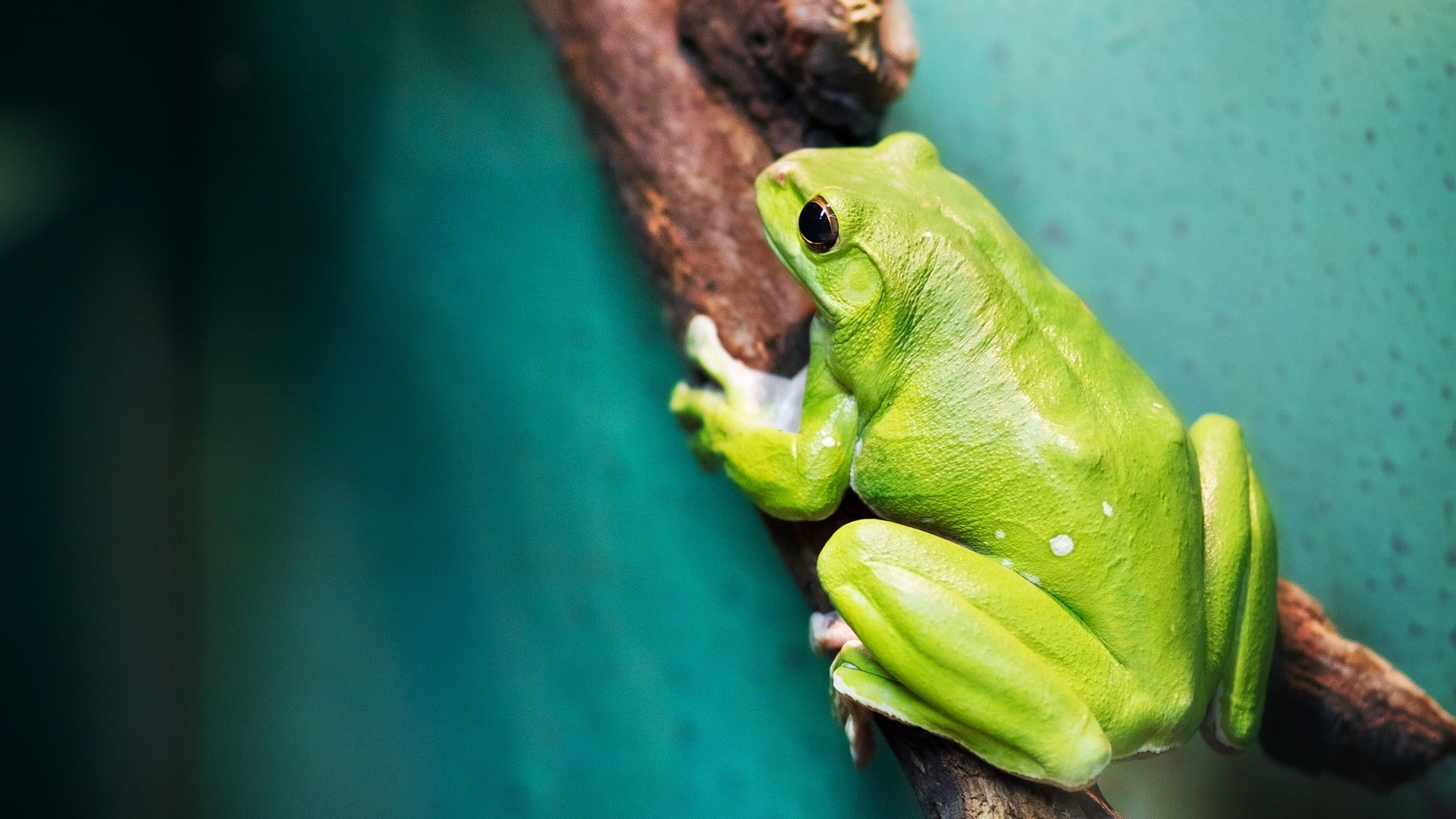 close-up, nature, amphibian, plant part, plant, one animal, vertebrate, animal themes, 1080P, animal head, reptile, animal wildlife, frog, animal, animal body part, HD Wallpaper