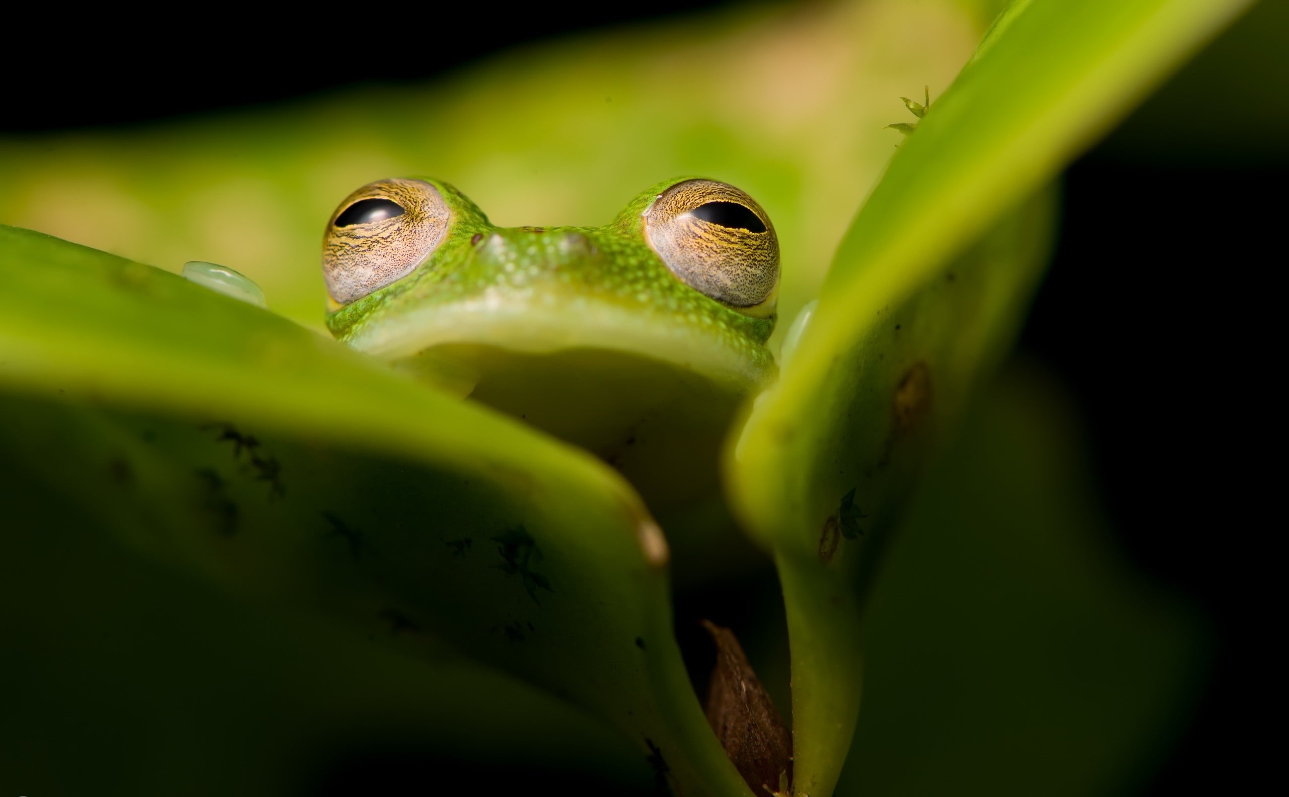 animals, 2K, amphibian, frog, HD Wallpaper