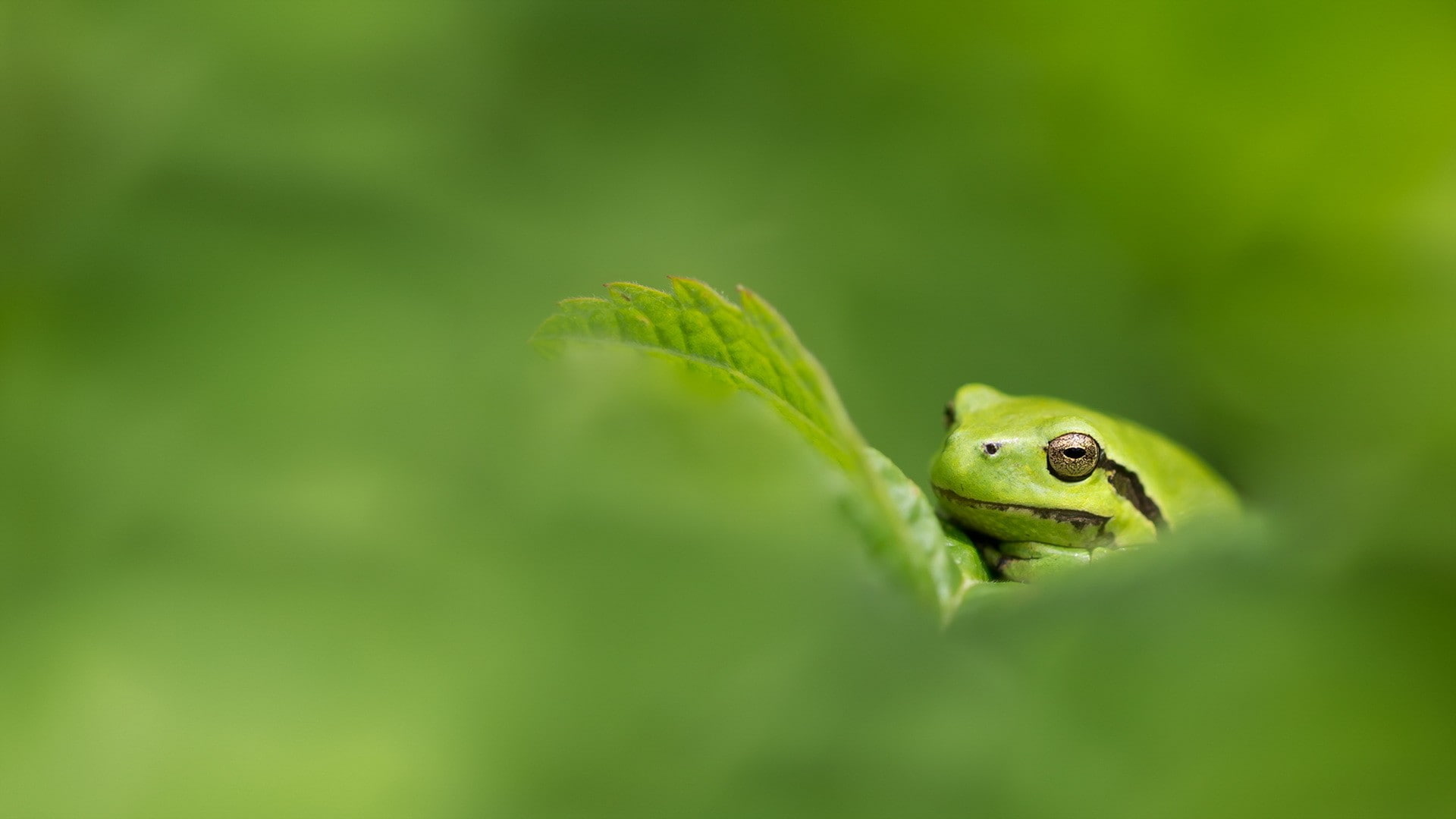 plant, animal, one animal, leaf, animal eye, amphibian, selective focus, green color, day, no people, frog, rainforest, animals in the wild, nature, animal body part, HD Wallpaper