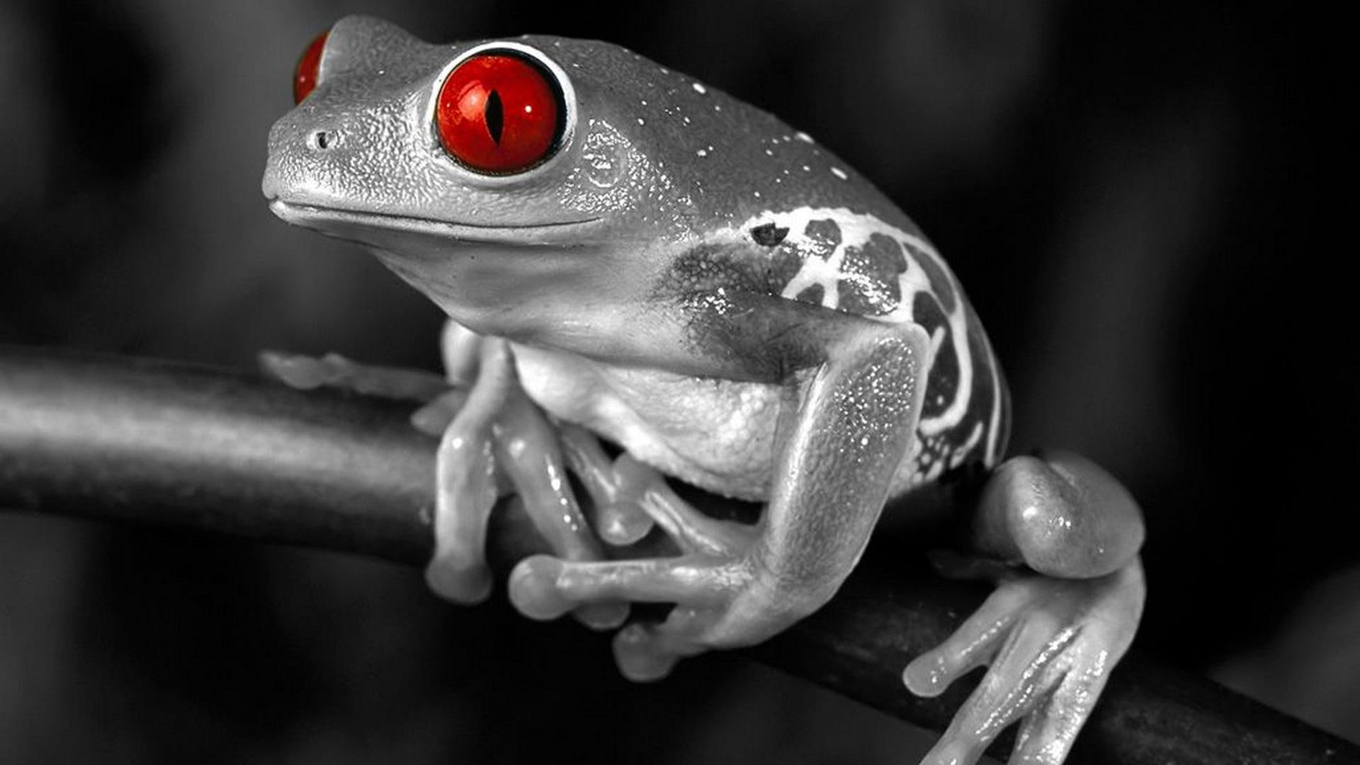 selective coloring, 1080P, animals, frog, amphibian, HD Wallpaper