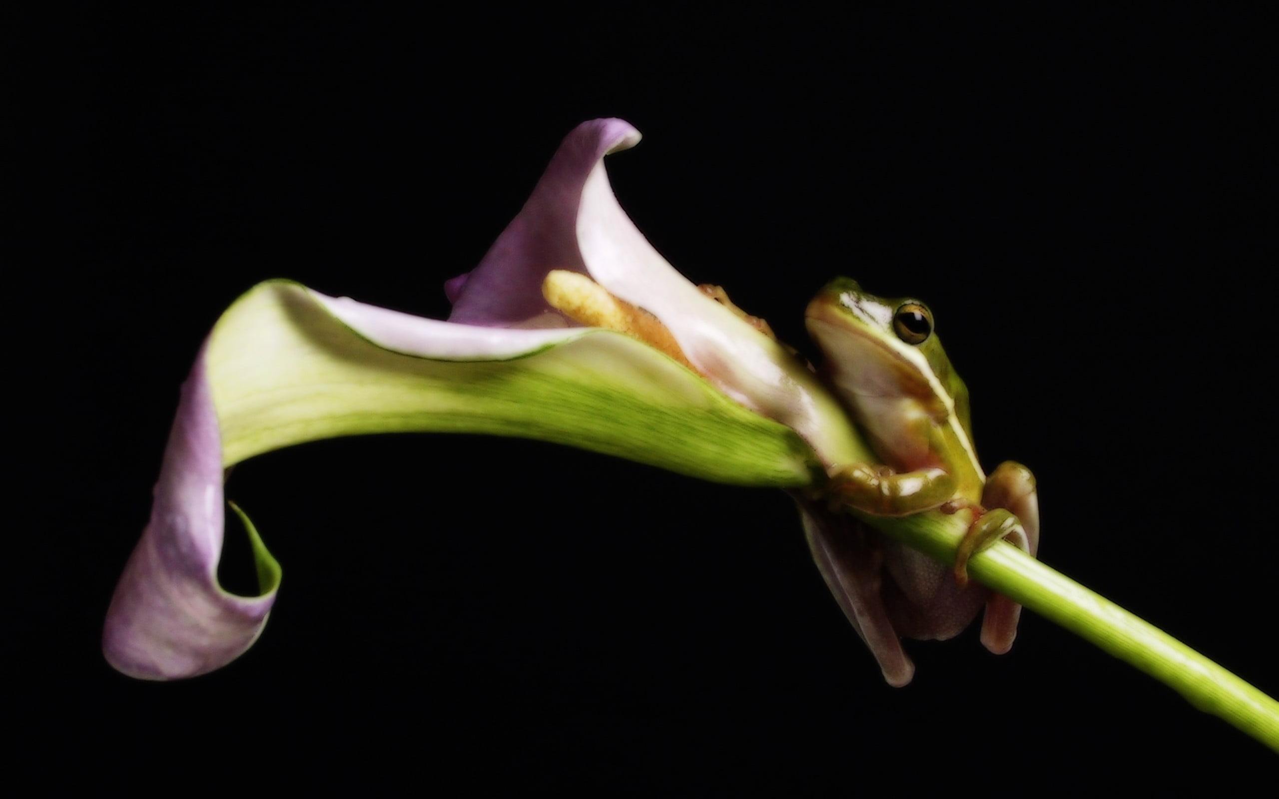 freshness, green, indoors, frog, food and drink, vulnerability, close-up, flowers, white, healthy eating, flower, no people, food, beauty in nature, fragility, HD Wallpaper