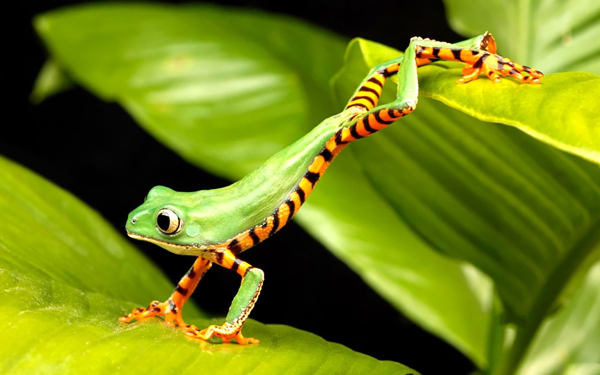 depth of field, nature, wildlife, frog, eyes, blurred, amphibian, orange, 1080P, HD Wallpaper