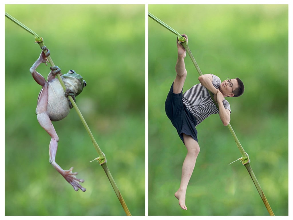 collage, dog, day, humor, frog, nature, full length, plant, animals, domestic, real people, domestic animals, amphibian, people, green color, 480P, focus on foreground, HD Wallpaper