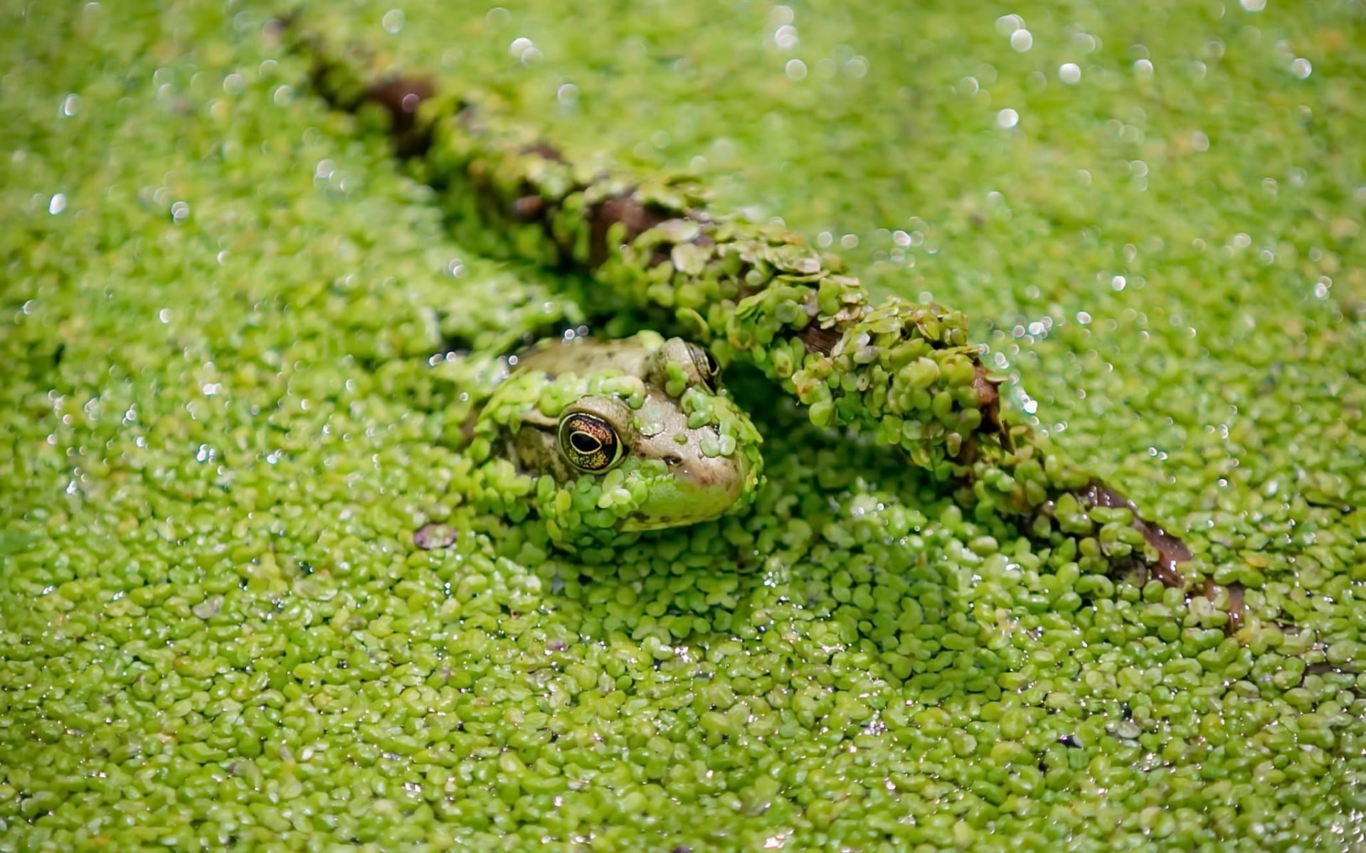 one animal, selective focus, green, plant, animal wildlife, animal, reptile, animal eye, day, animal head, green color, animal body part, outdoors, vertebrate, HD Wallpaper