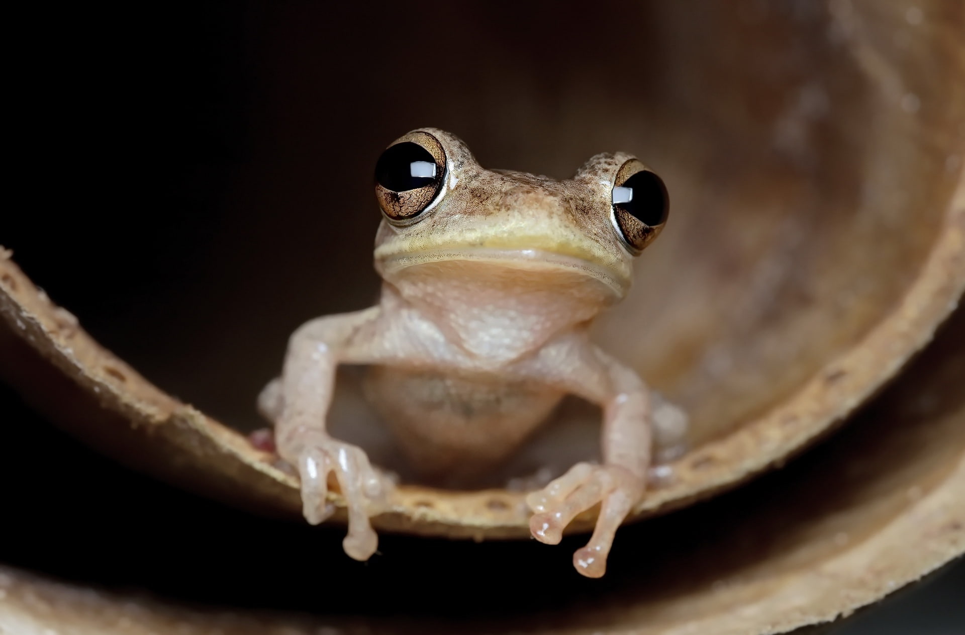 black eyes, 1080P, amphibian, frog, animals, HD Wallpaper
