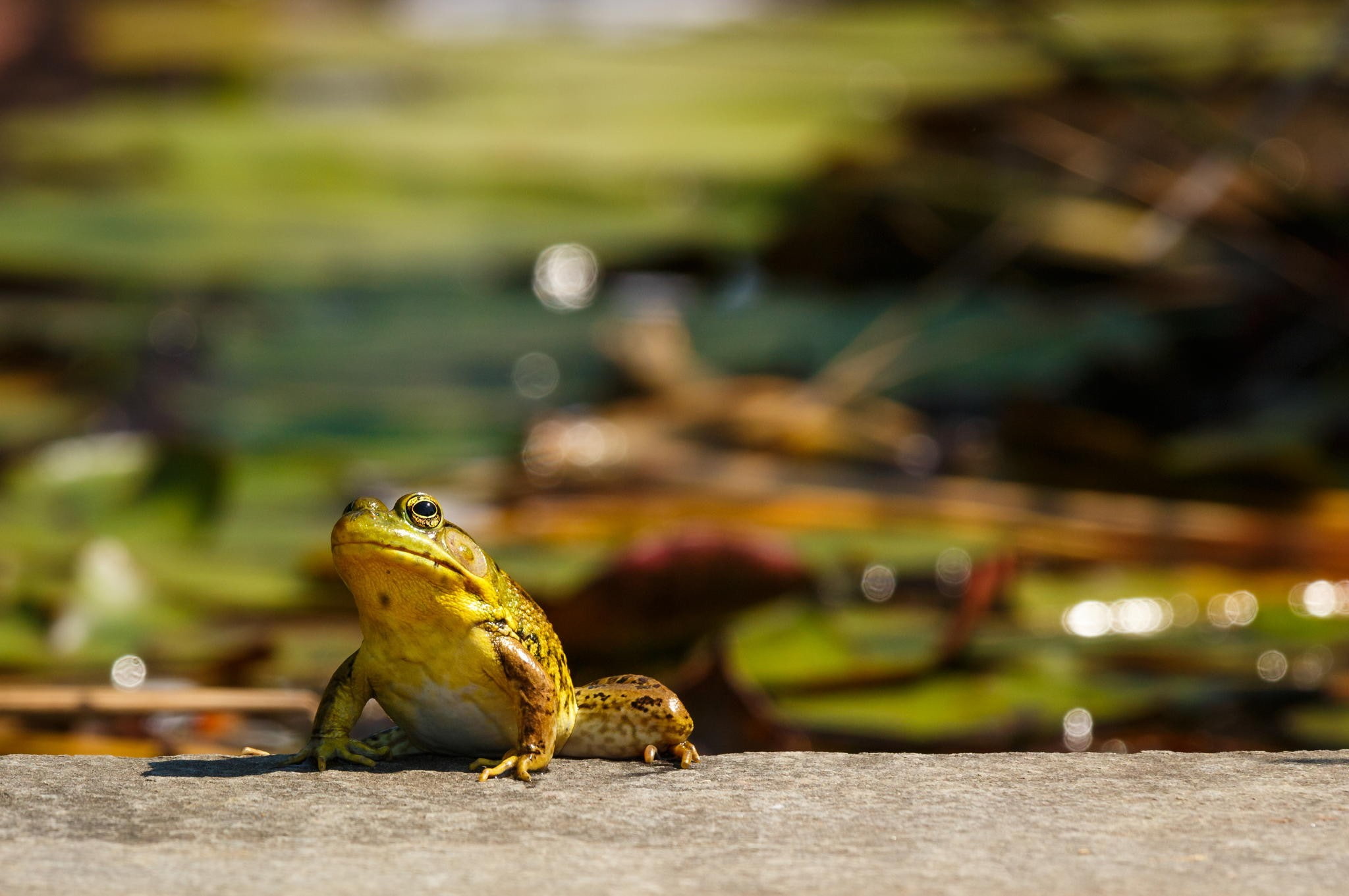 no people, day, animal wildlife, one animal, 1080P, bokeh, reptile, nature, focus on foreground, sitting, amphibian, animals in the wild, plants, rocks, HD Wallpaper