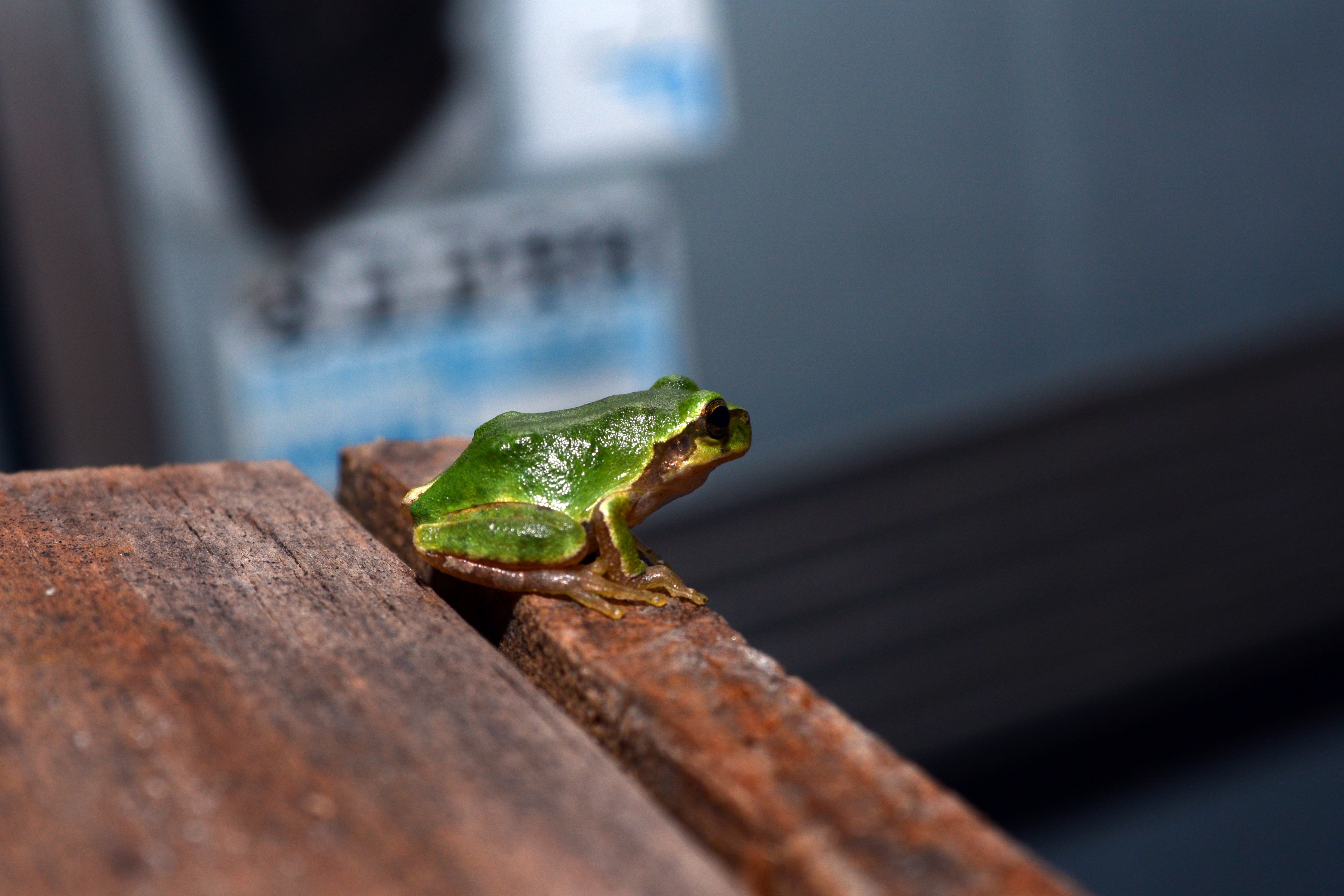 tree frogs, animals in the wild, selective focus, animal wildlife, amphibian, frog, one animal, animal head, amphibians, reptile, poisonous, animal, lizard, HD Wallpaper