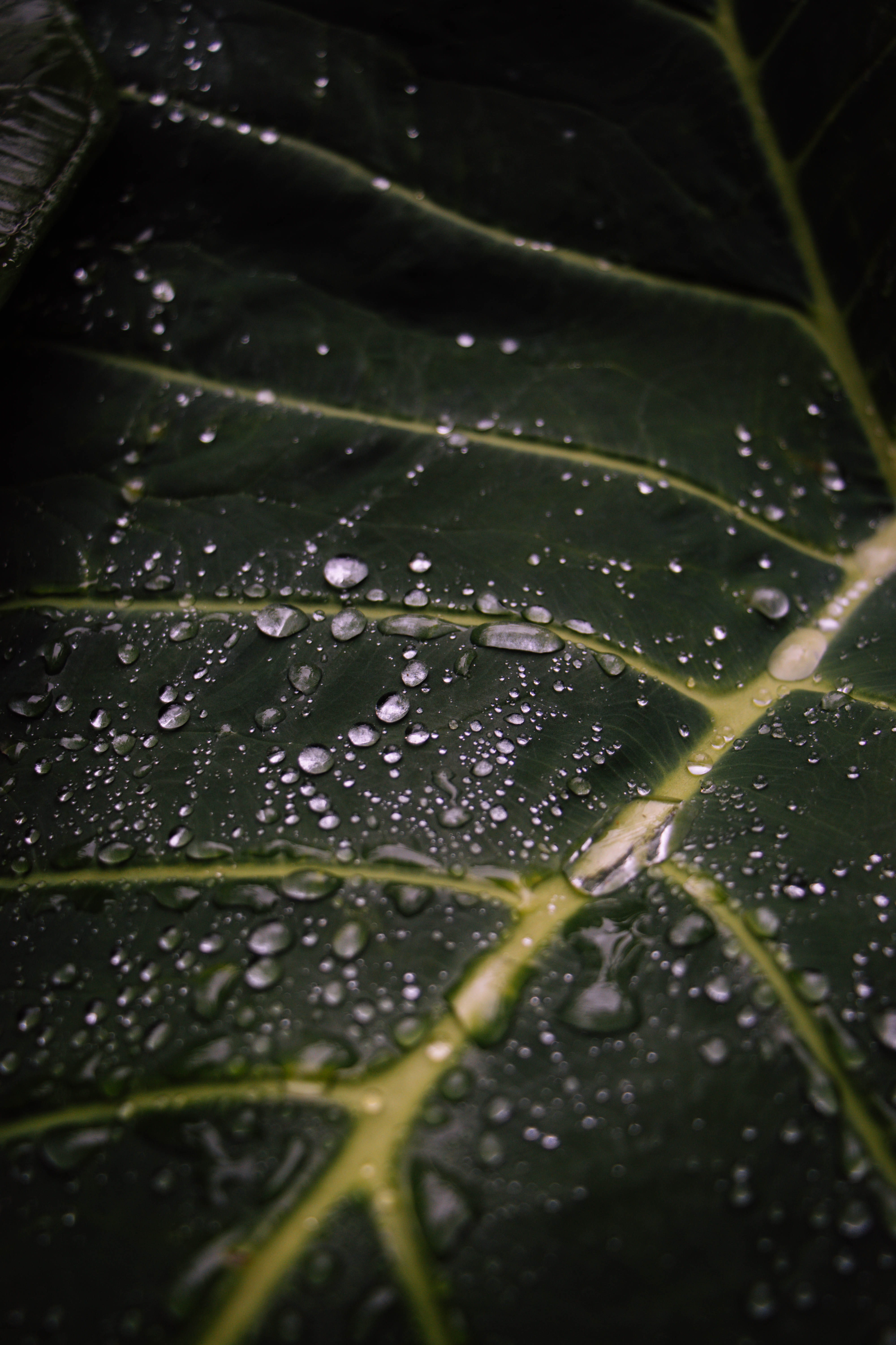 5K, outdoors, close-up, plant part, dew, day, macro, full frame, raindrop, beauty in nature, droples, drop, nature, water, freshness, wet, green, droplets, Phone HD Wallpaper