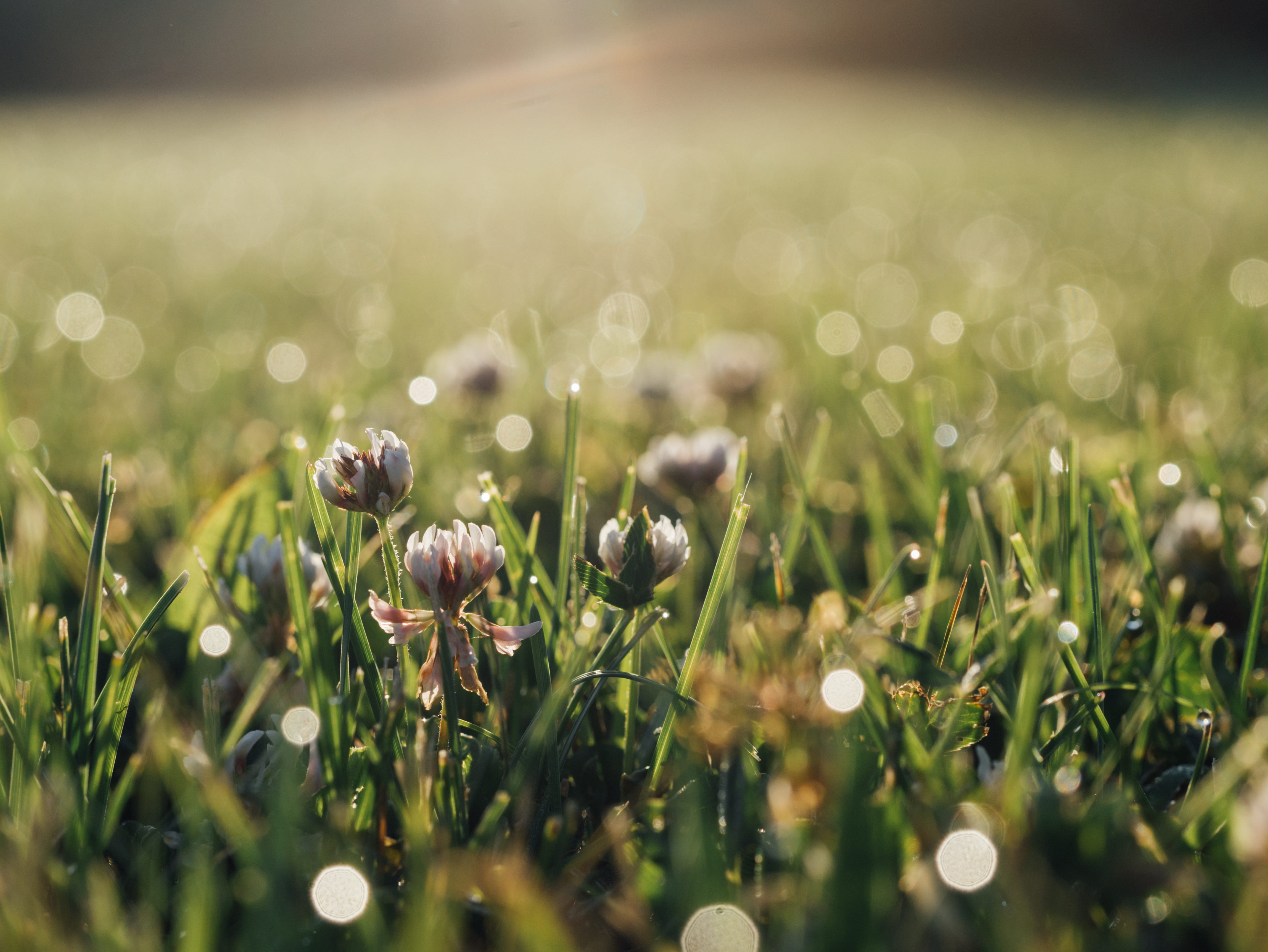 photography, sunlight, beauty in nature, weed, tranquility, outdoors, land, object, light, plant, selective focus, focus, no people, 4K, sunrise, field, HD Wallpaper