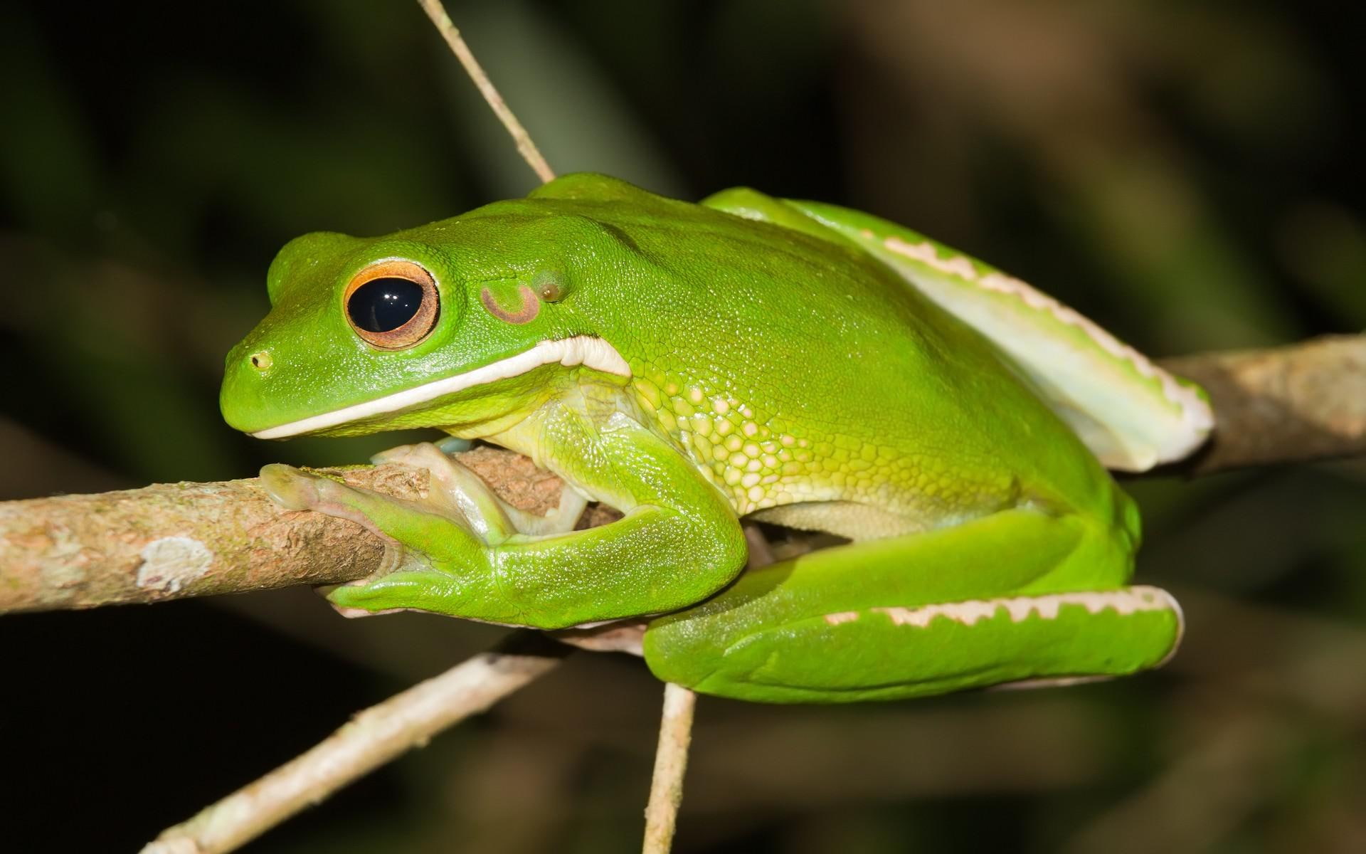 1080P, frog, tree, lipped, green, white, 1920x1200, animals, white-lipped tree frog, HD Wallpaper