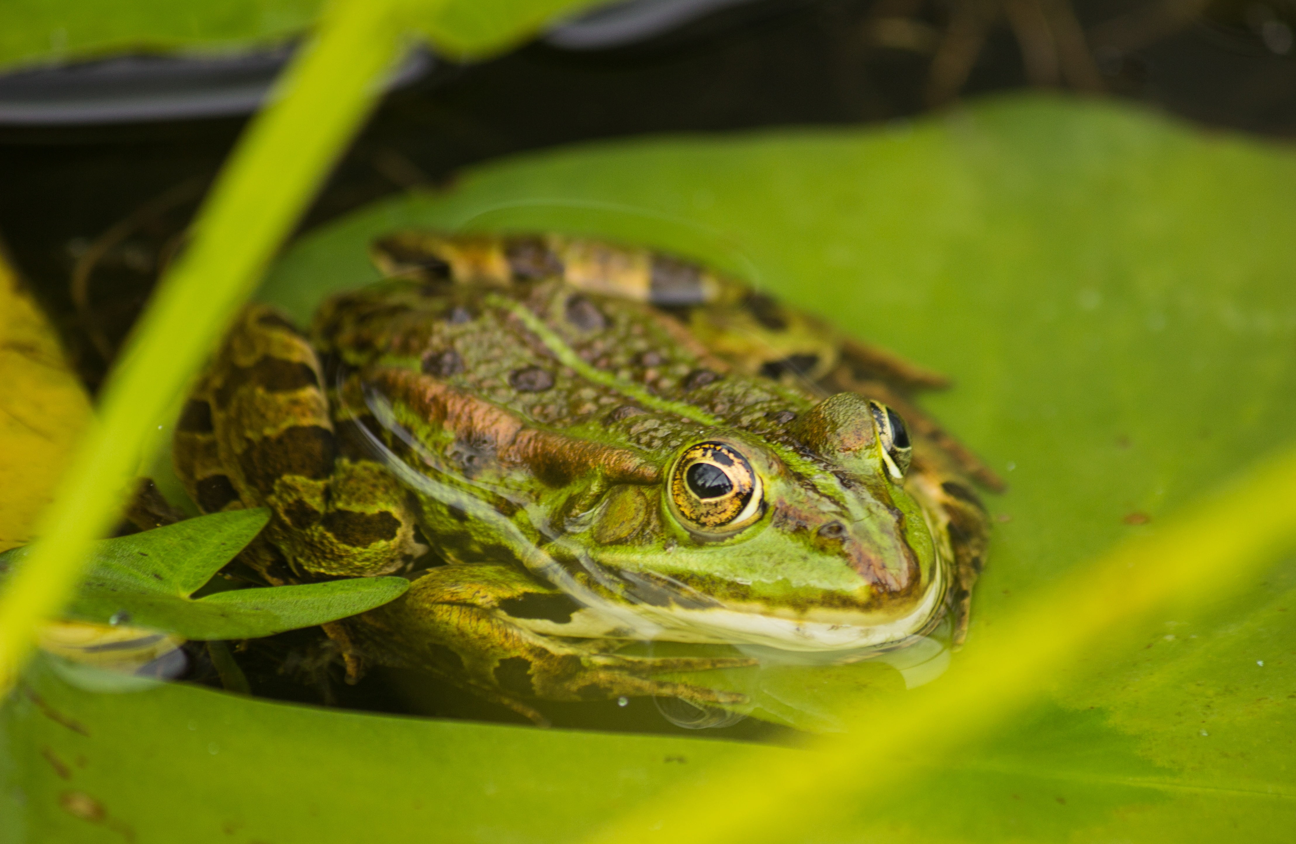 nature, one animal, animal body part, day, animal, green color, vertebrate, brown, plant part, 4K, animal eye, water, tree frog, animal wildlife, green, HD Wallpaper