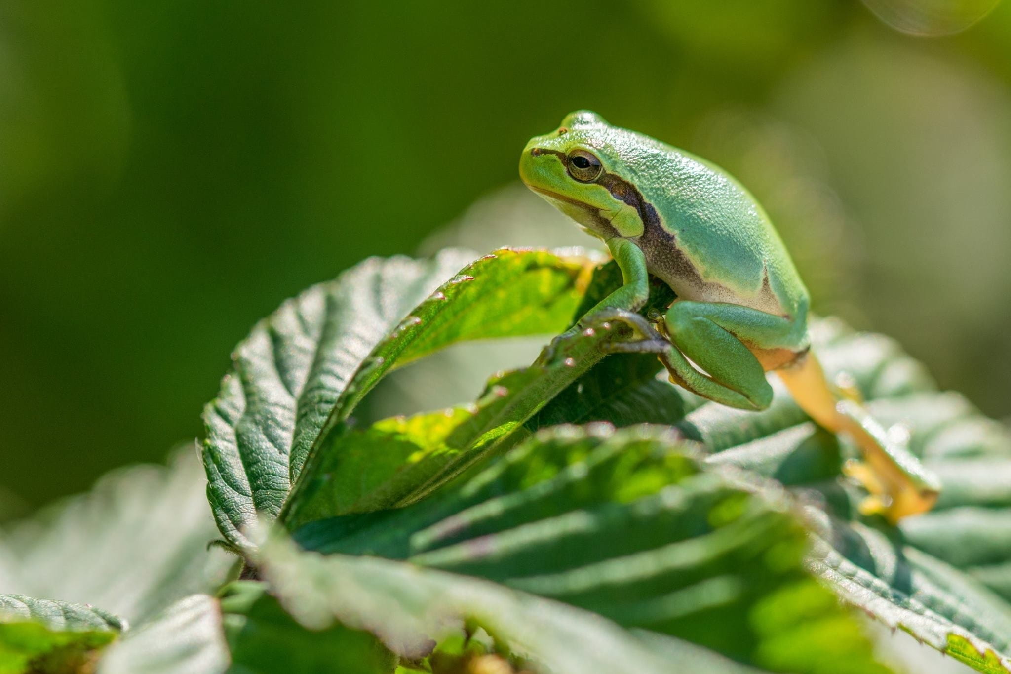 plant, day, animal eye, no people, rainforest, Tree Frog, reptile, iguana, 1080P, nature, leaf, lizard, selective focus, tree frog, Macro, animal wildlife, HD Wallpaper