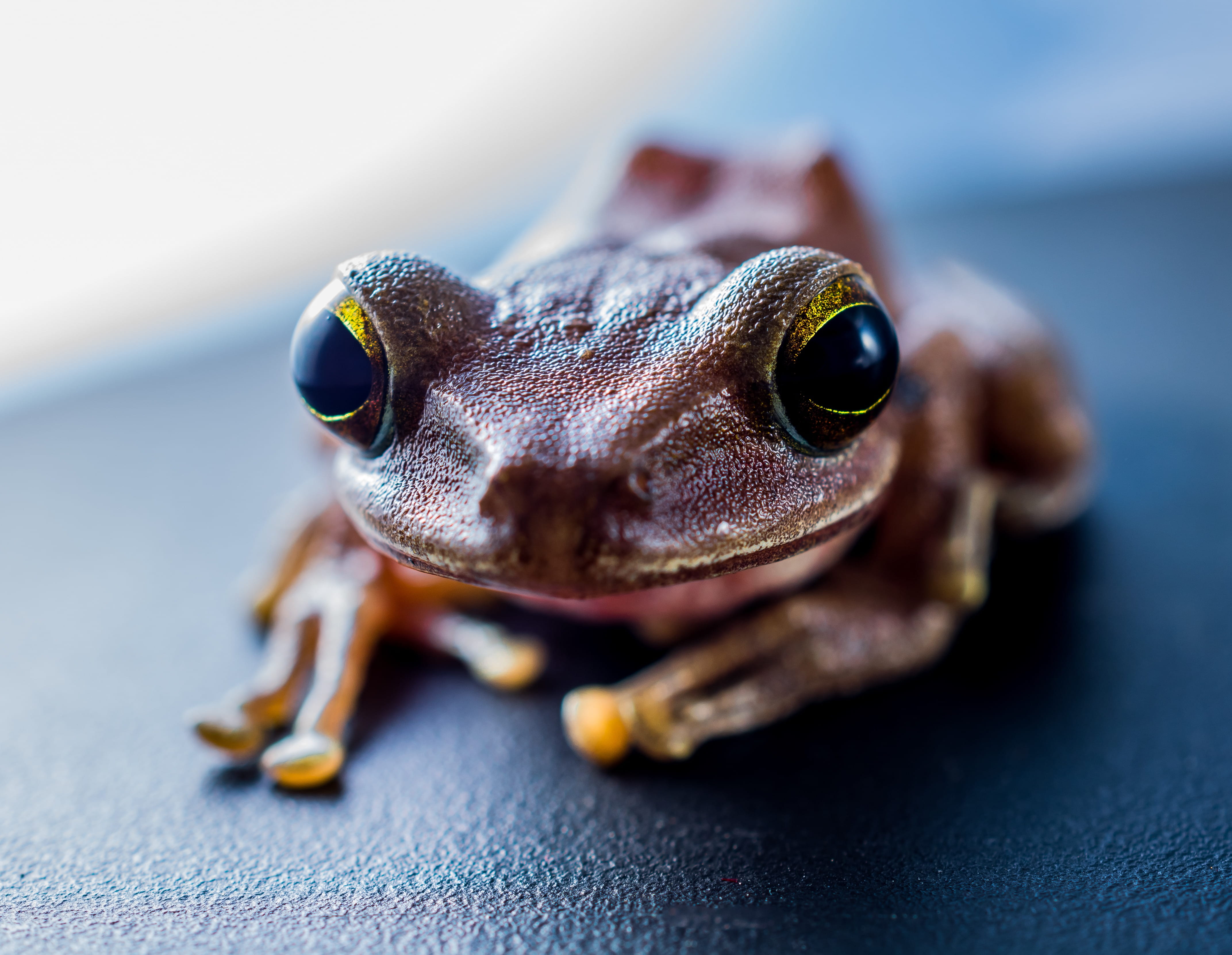 vertebrate, Tree Frog, one animal, animal, amphibian, nature, close-up, selective focus, animal themes, animal wildlife, no people, table, Anuran, animal head, HD Wallpaper