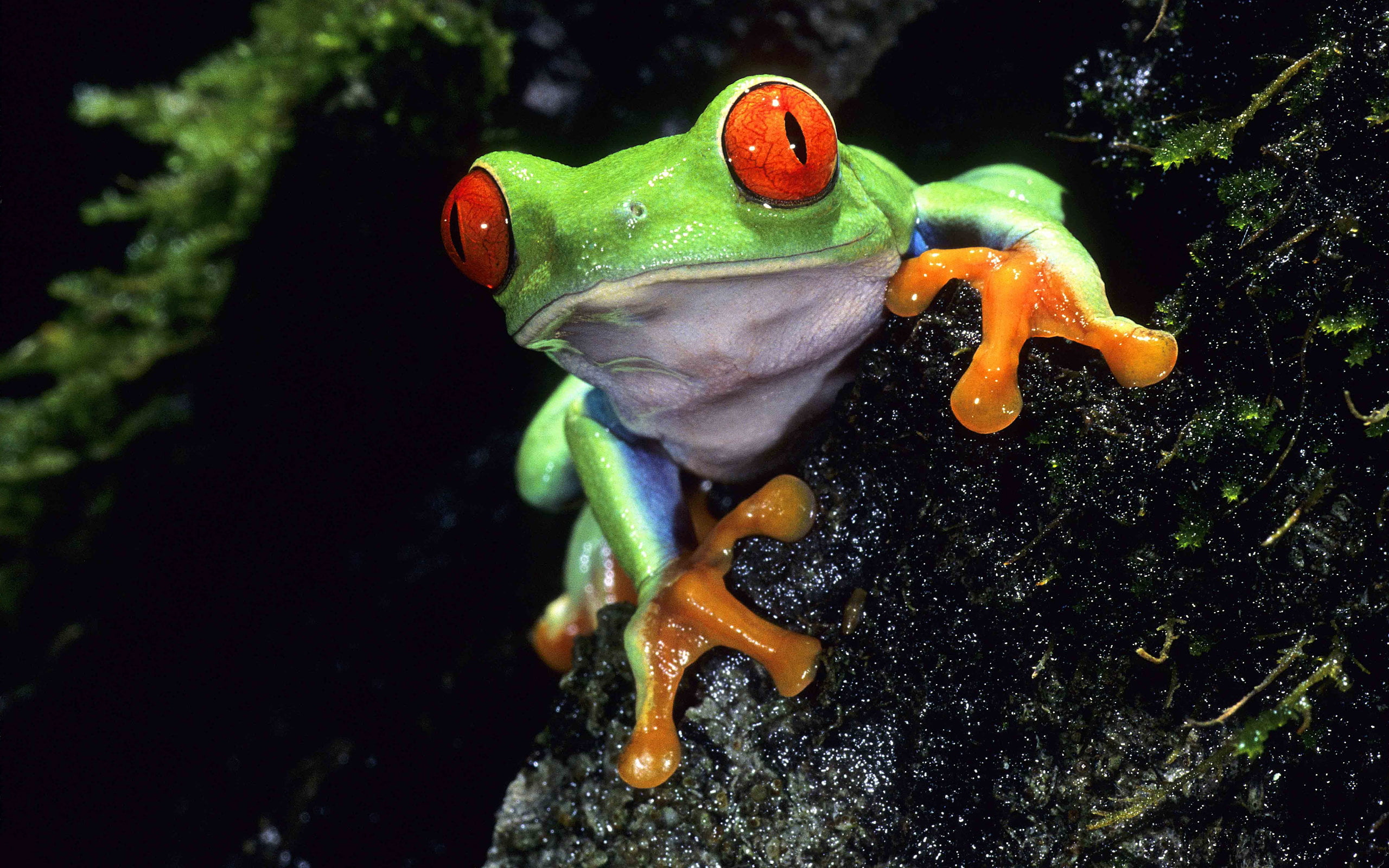 plant part, nature, animal wildlife, freshness, animals in the wild, one animal, animal themes, frog, outdoors, green color, high angle view, tree, 2K, HD Wallpaper