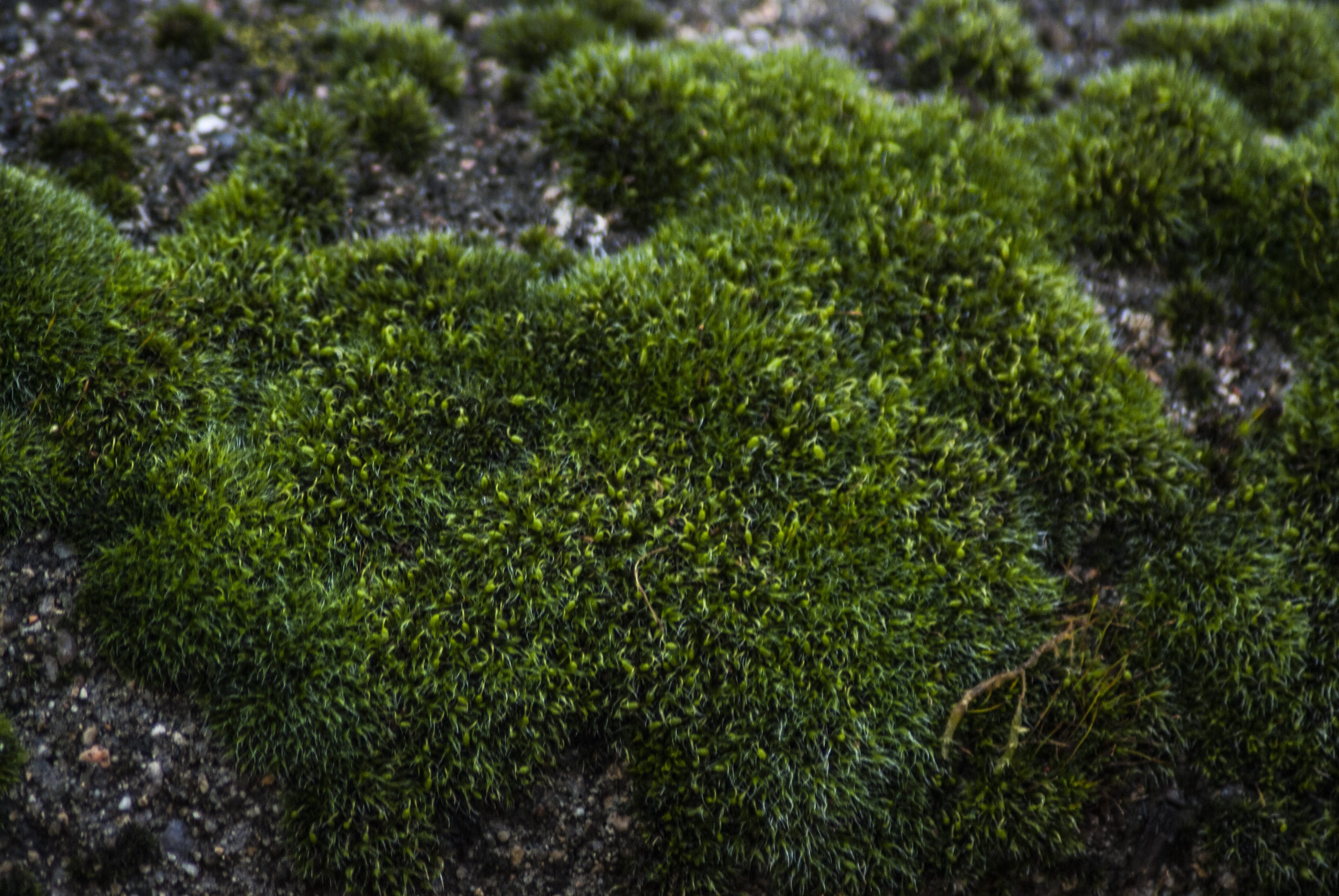 moss, beach, christ, zen, rustic, bryophyta sensu stricto, lush foliage, bank, soil, outdoors, tranquility, foliage, environment, park, day, coat of arms, HD Wallpaper