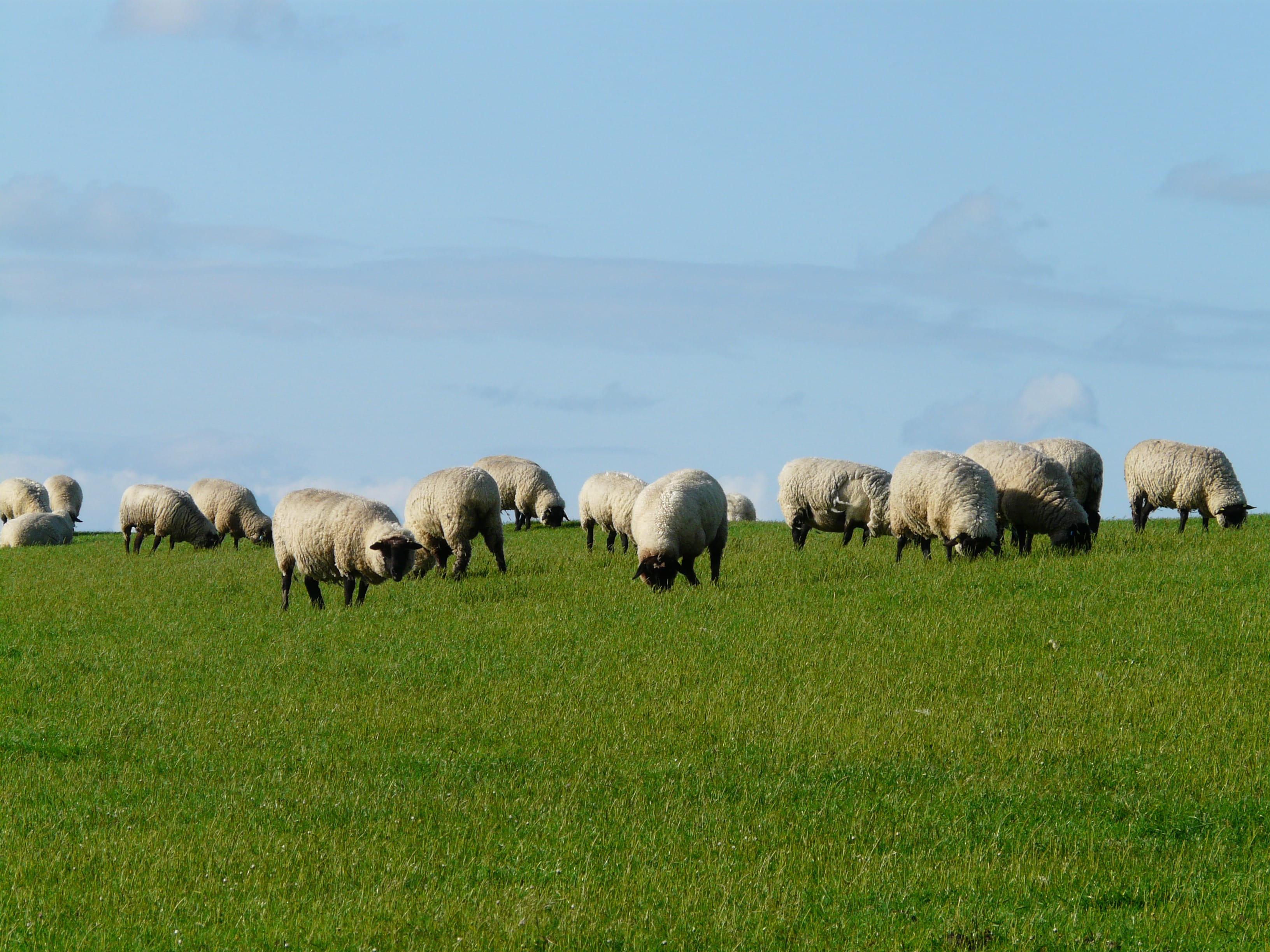 domestic animals, Rhön, pets, plant, farm, vertebrate, relaxation, meadow, large group of animals, land, mammal, chill out, north sea, 2K, Dike, field, HD Wallpaper