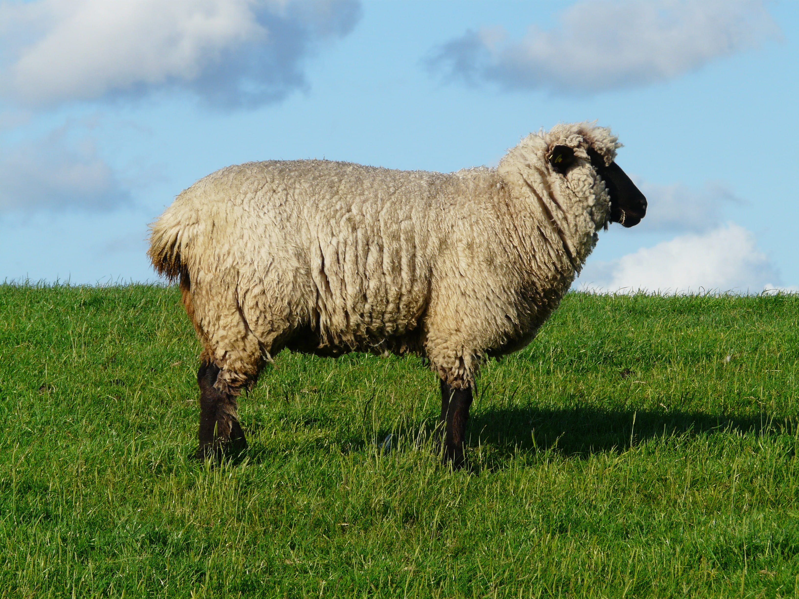 green color, animal themes, landscape, grass, sheep, wool, cloud - sky, land, domestic, outdoors, dike, field, boss, idyll, animal, pets, nature, plant, HD Wallpaper