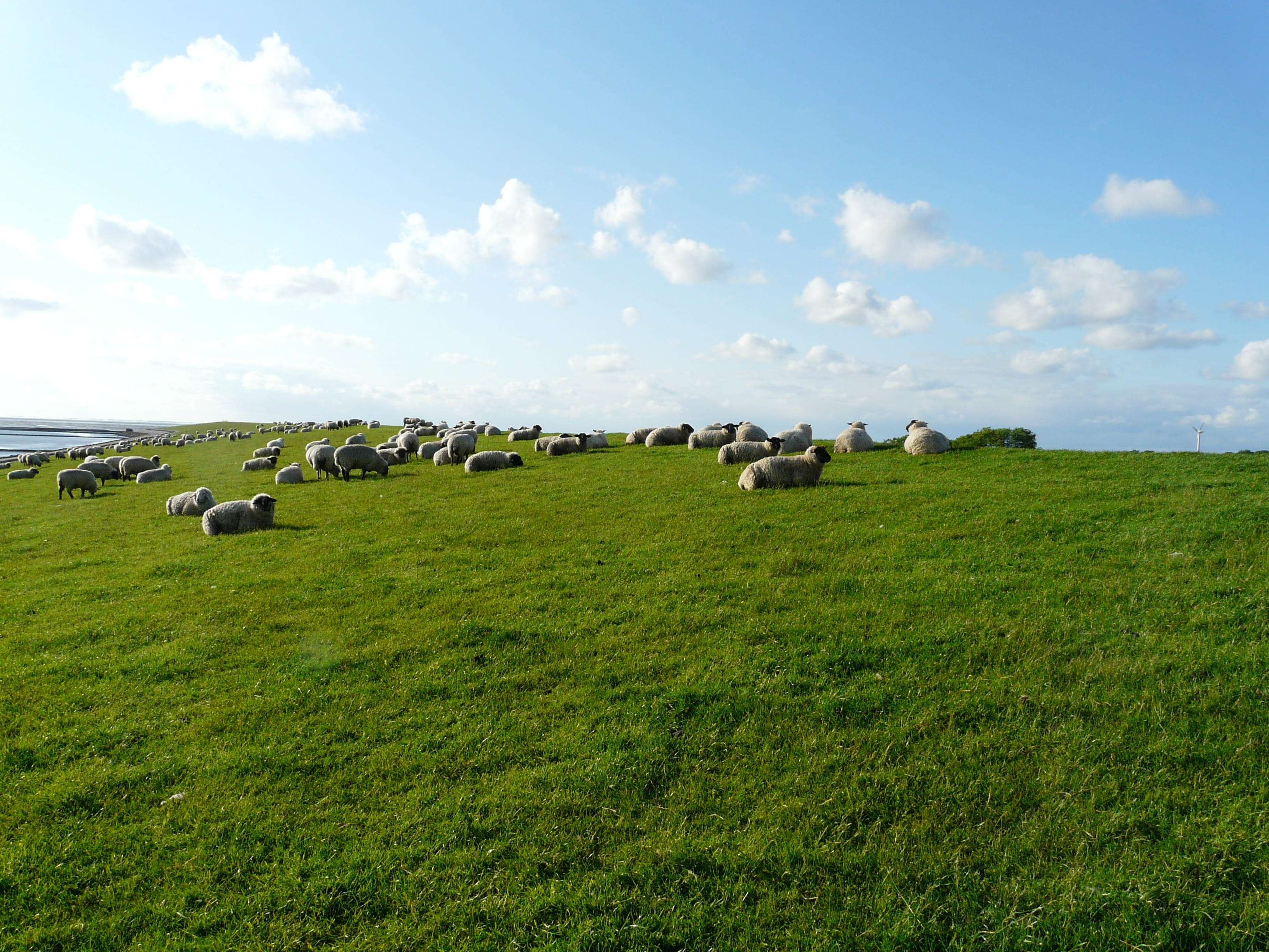 rural Scene, livestock, farm, sky, graze, Rhön, environment, cattle, wool, no people, herd, dike, agriculture, field, flock of sheep, fresh, cow, group of animals, HD Wallpaper