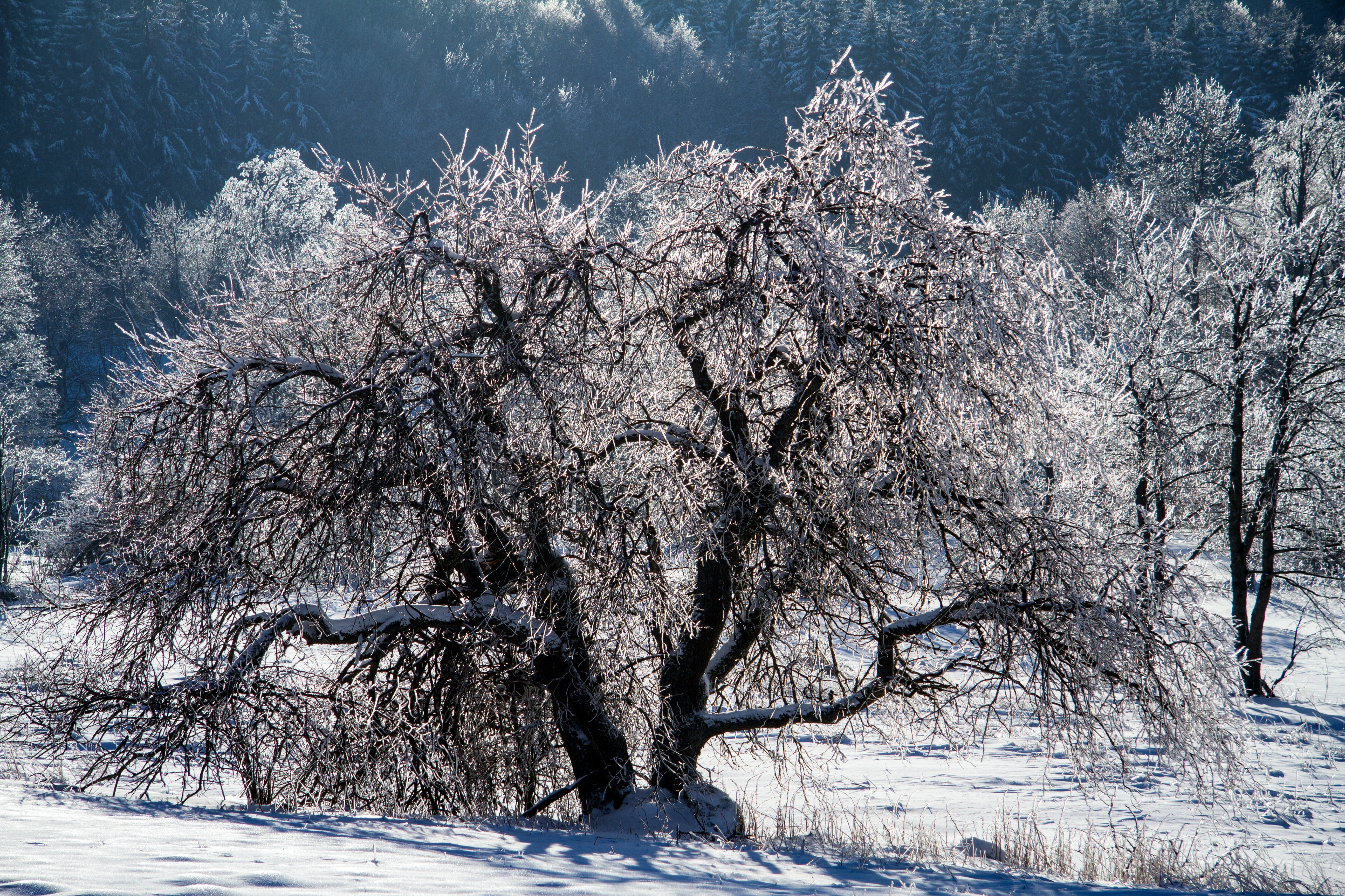 tranquil scene, branch, frozen, snowy, wintry, white color, plant, landscape, scenics, white, environment, tranquility, season, rhön winter, winter, tree, HD Wallpaper