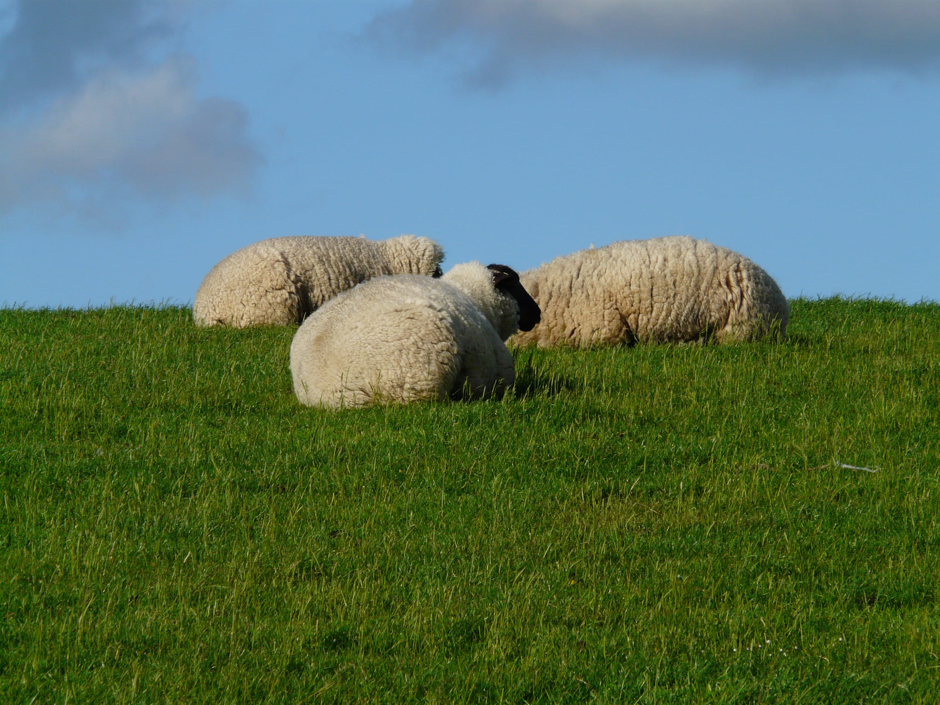 north sea, concerns, plant, outdoors, rest, flock of sheep, domestic animals, idyll, dike, relax, green color, agriculture, meadow, day, relaxation, herbivorous, HD Wallpaper