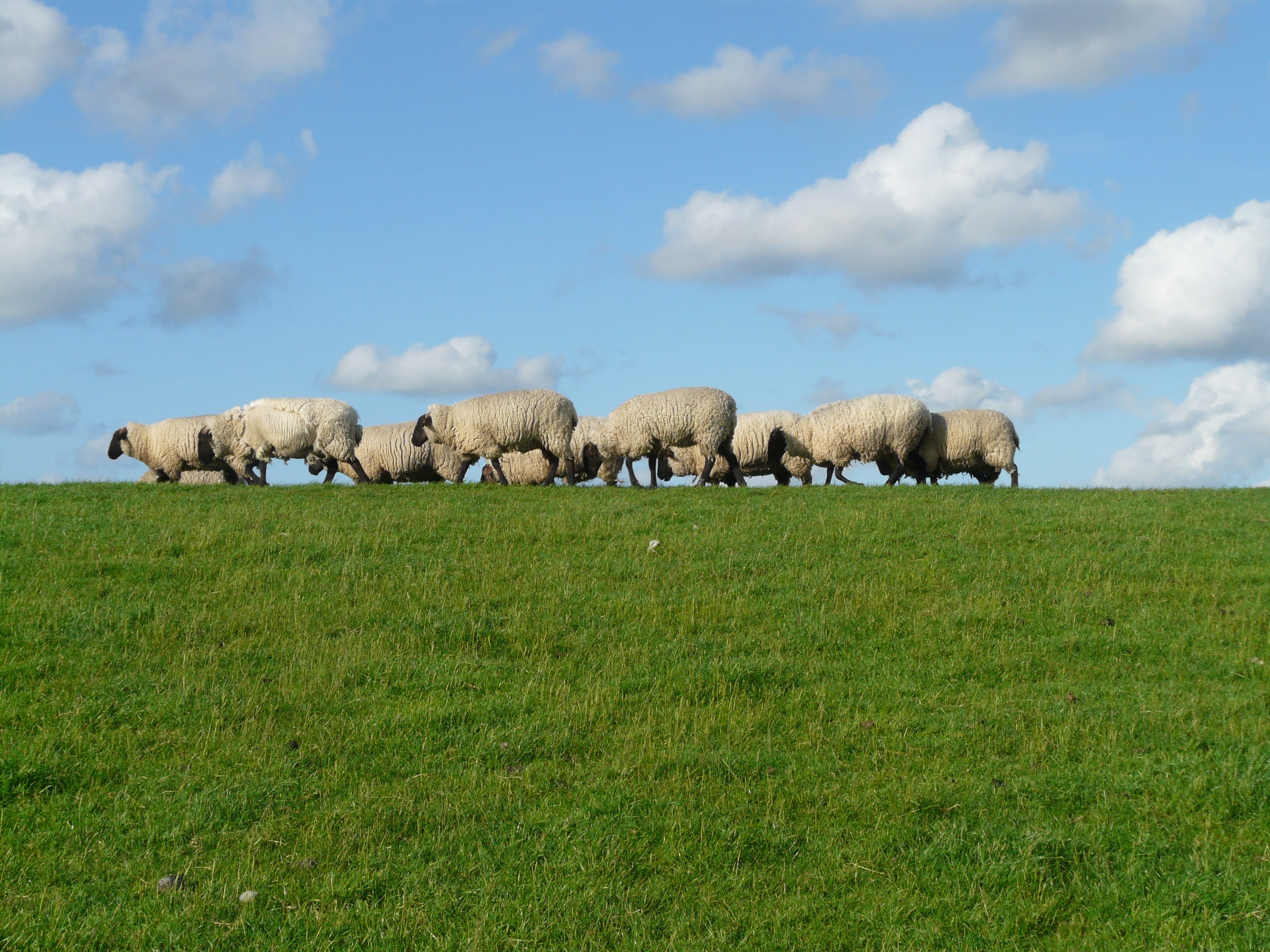 herd, pasture, green, plant, flock Of Sheep, relaxation, green color, animal, outdoors, Graze, animal themes, grazing, herbivorous, sky, rural Scene, pets, HD Wallpaper