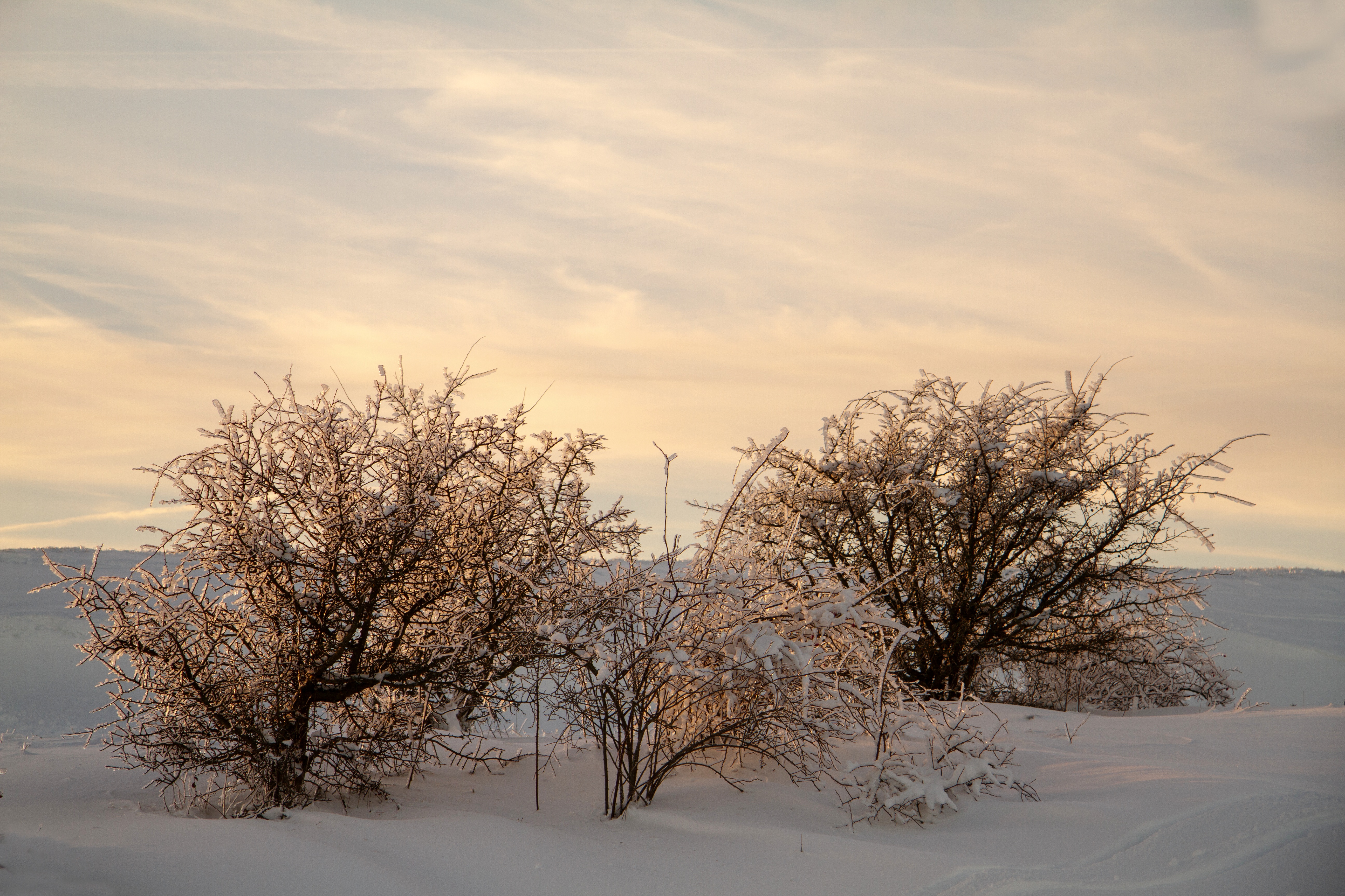 sunset, winter, snow, sky, evening sun, landscape, rhön winter, nature, branch, cold temperature, tranquility, beauty in nature, tree, no people, scenics - nature, HD Wallpaper