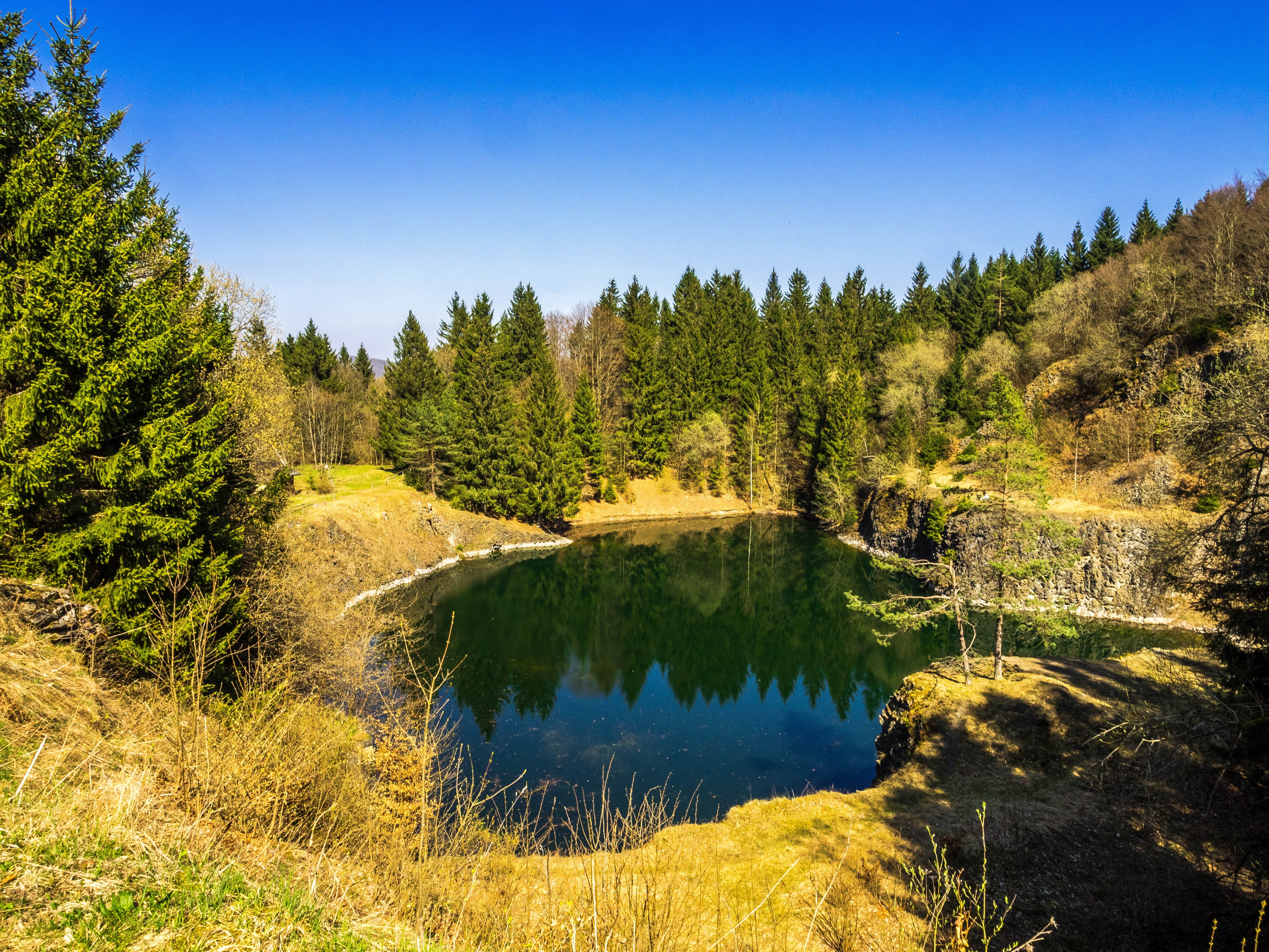 trees, 4K, no people, non-urban scene, tranquility, nature, growth, green, germany, land, day, landscape, pine woodland, swiss francs, sky, tranquil scene, HD Wallpaper