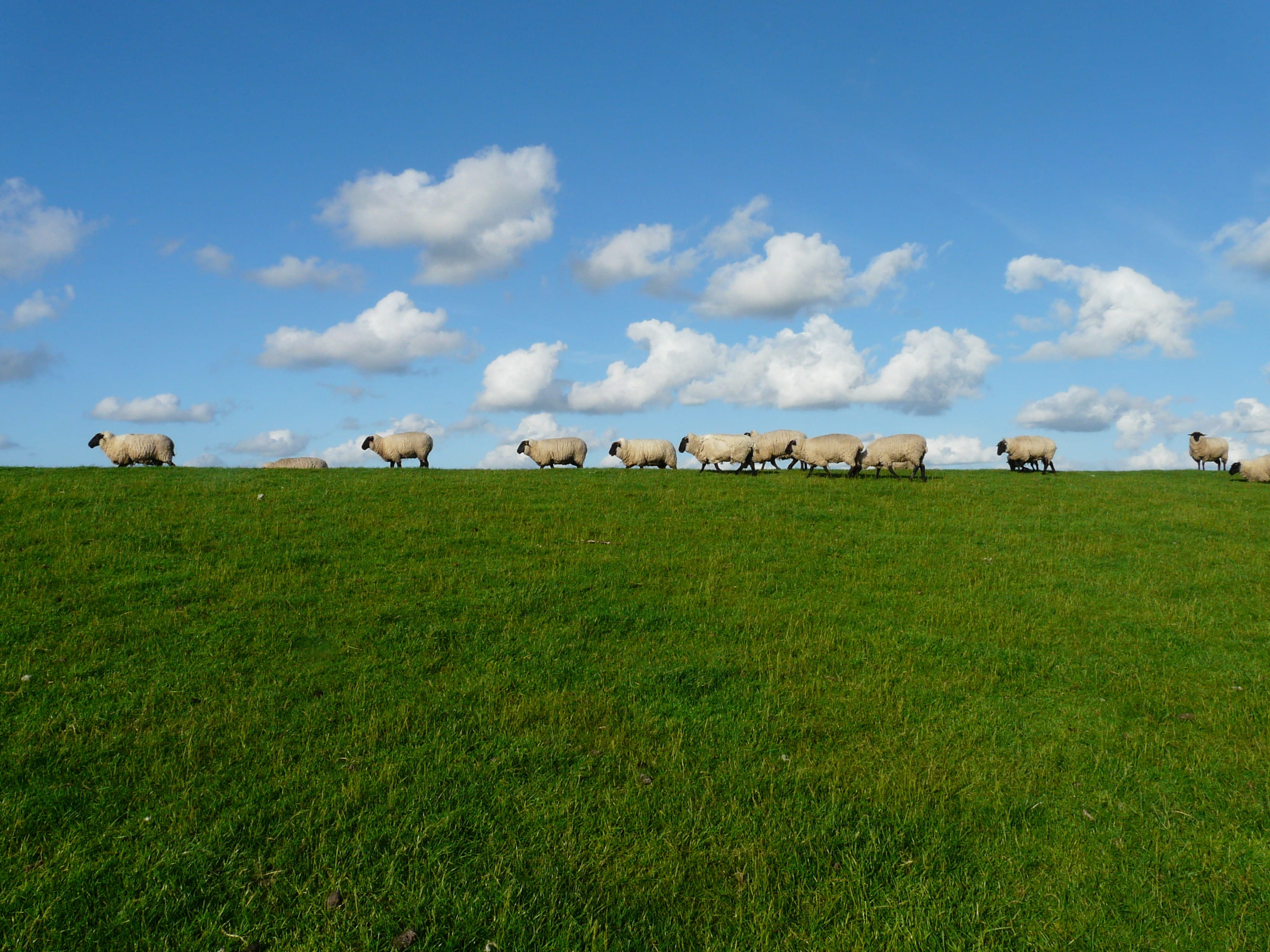 land, mammal, sky, outdoors, standing on, livestock, herbivorous, group of animals, pets, north sea, dike, field, animal, relaxation, meadow, series, 2K, HD Wallpaper