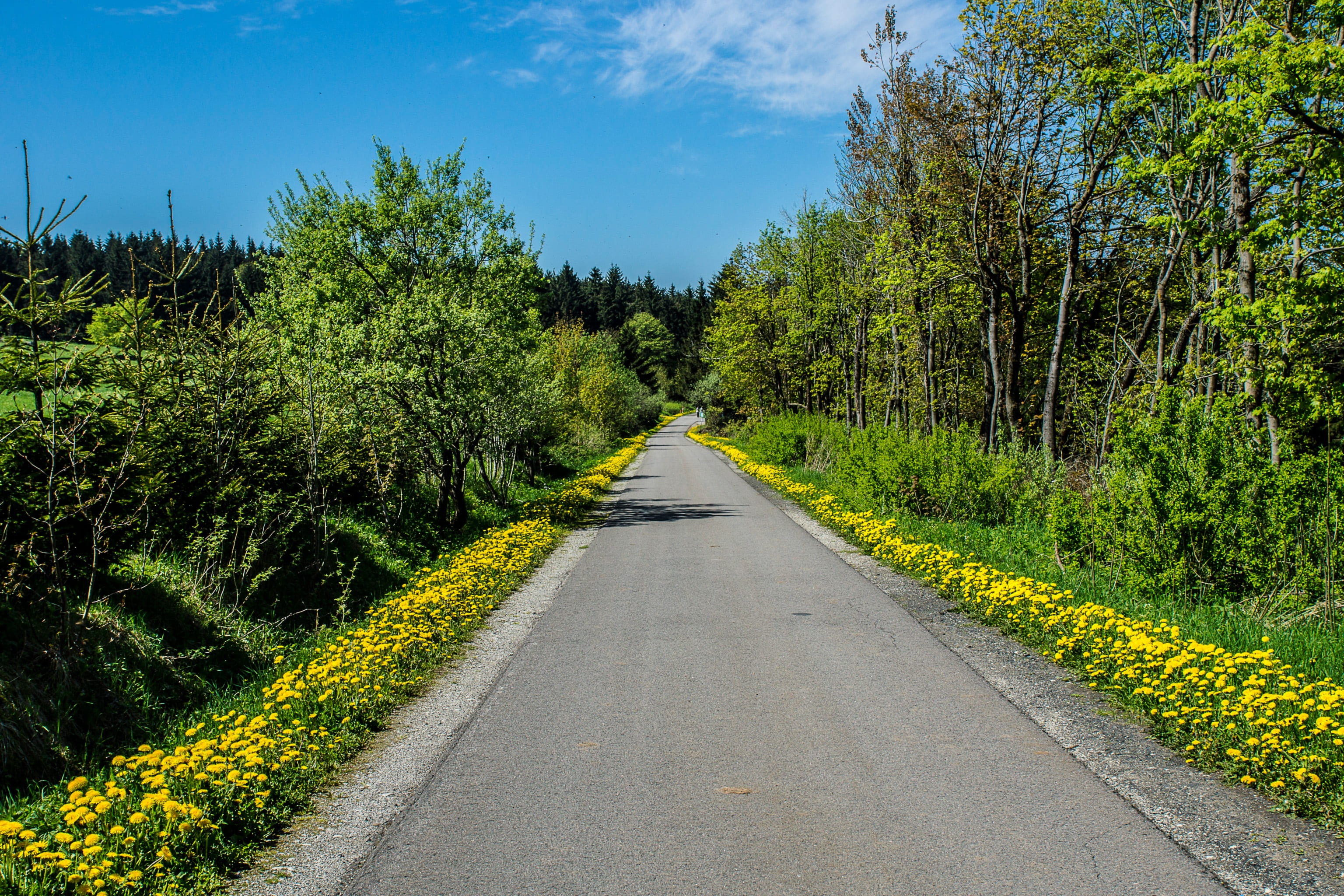 direction, landscape, tranquil scene, beauty in nature, green color, nature, yellow, bloom, the way forward, tree, plant, sky, 2K, day, land, summer, no people, HD Wallpaper