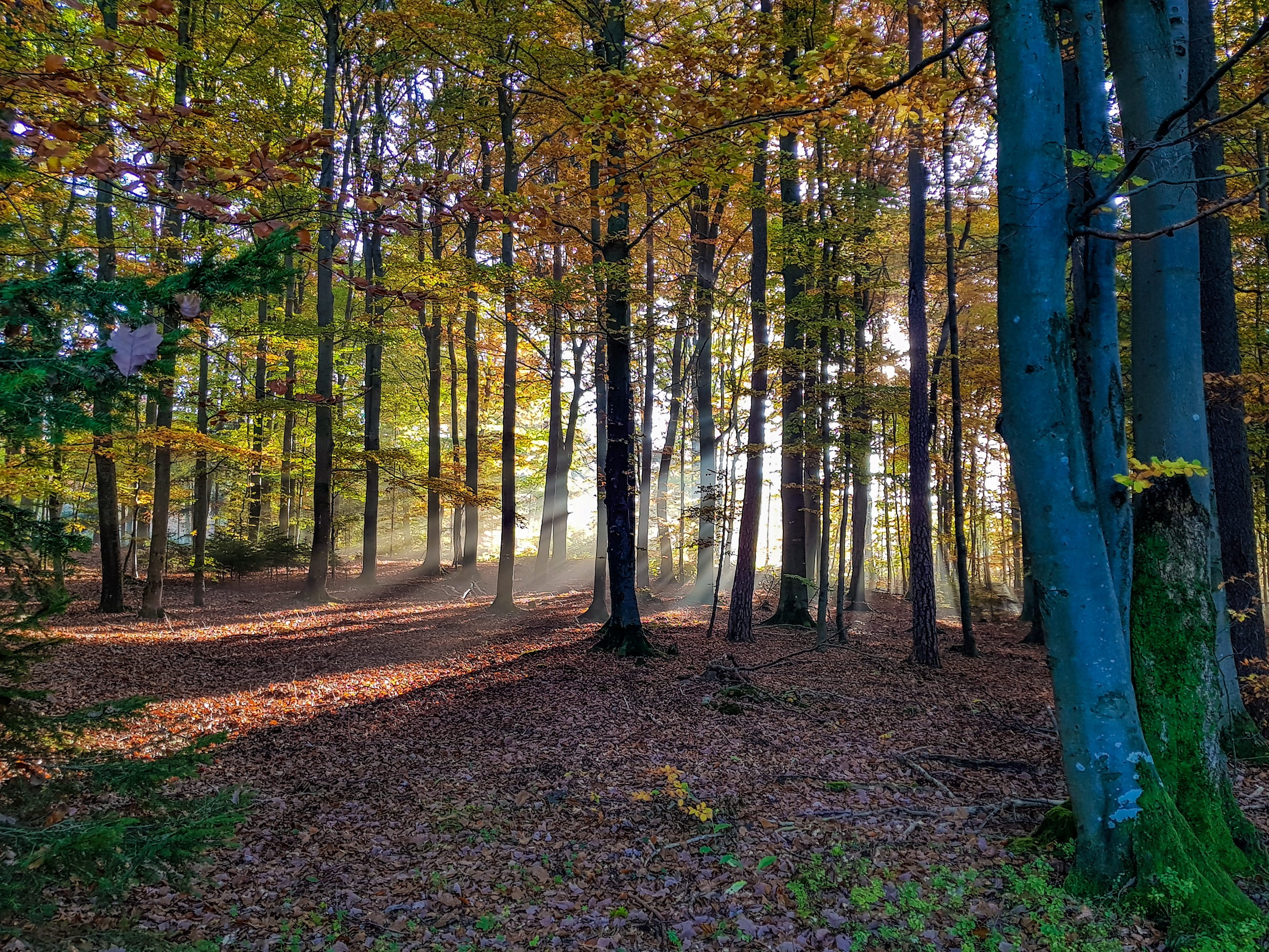 nature, 2K, tree trunk, fall foliage, trees, golden autumn, growth, tranquility, rhön, fog, autumn colours, autumn, beauty in nature, fall, idyllic, tree, HD Wallpaper