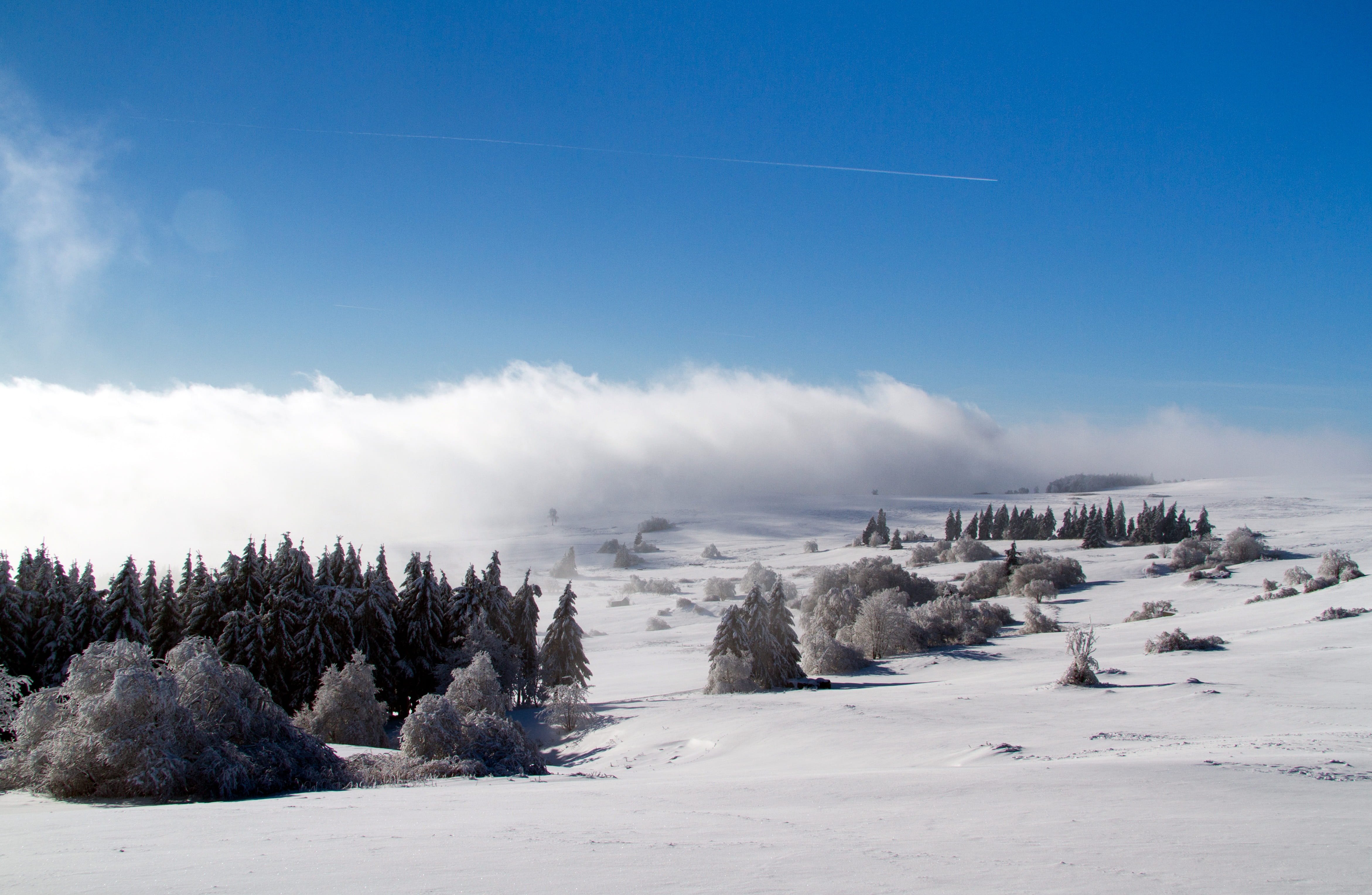 plant, 4K, rhön winter, blue, white color, no people, wasserkuppe, tranquil scene, scenics - nature, landscape, pine tree, Wintry, beauty in nature, cold temperature, HD Wallpaper