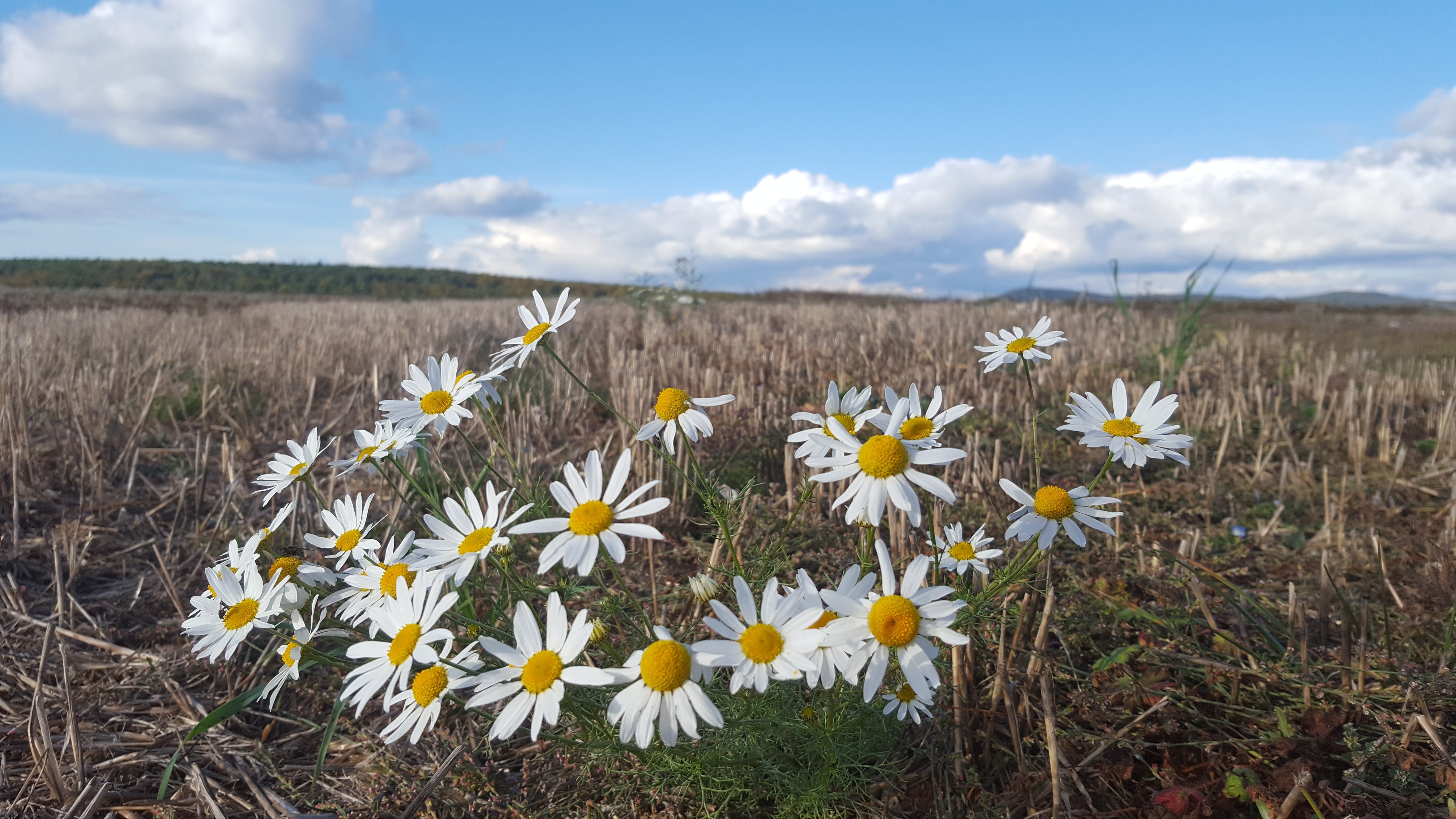 fragility, rural, summer, marguerite, sky, freshness, beauty in nature, petal, flowering plant, schönwetter, field, white color, bavaria, season, flower head, HD Wallpaper
