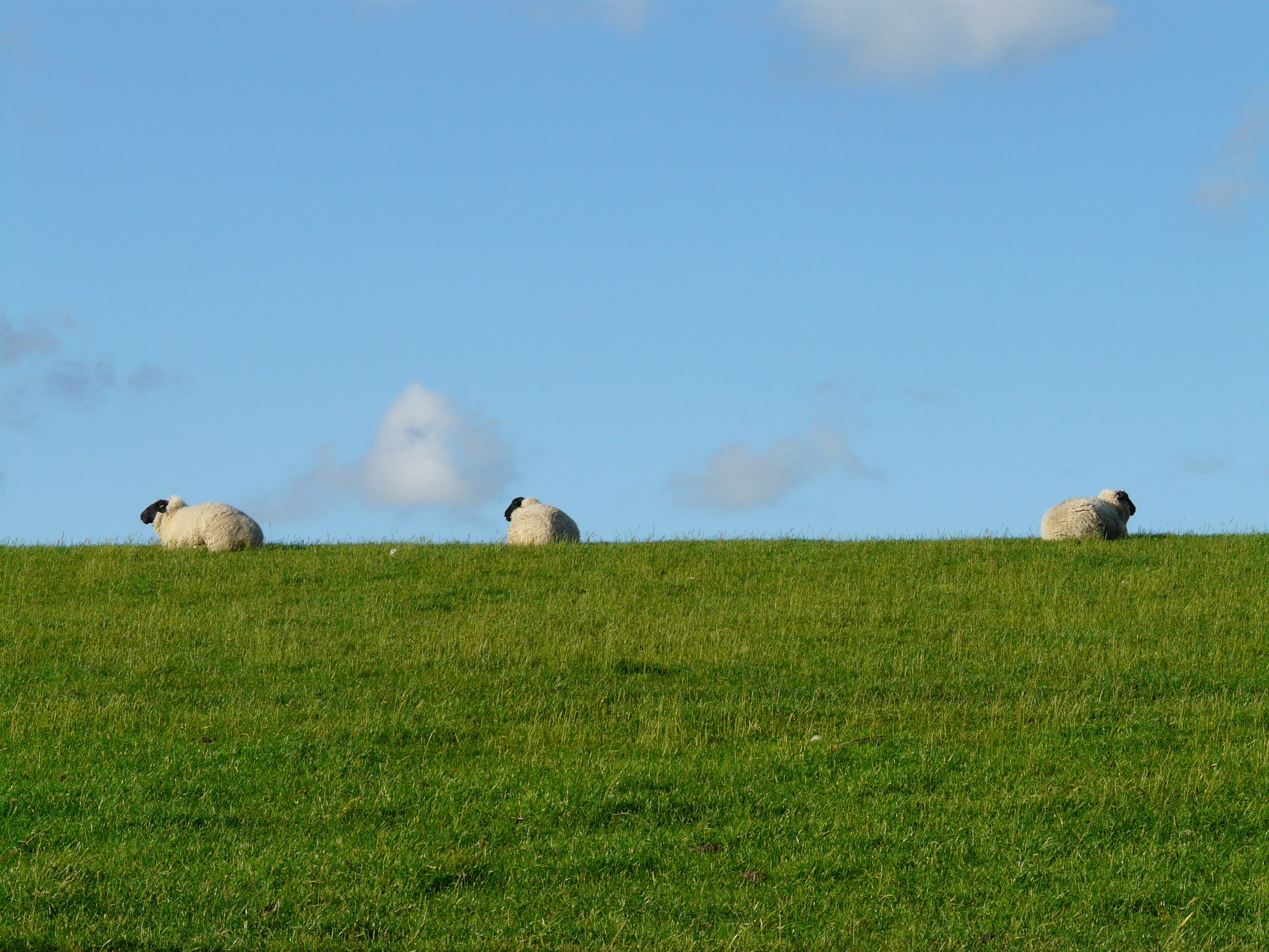 sheep, animals in the wild, livestock, no people, dike, fresh, plant, grass, young animal, animal family, 2K, idyll, animal wildlife, rest, field, vertebrate, HD Wallpaper