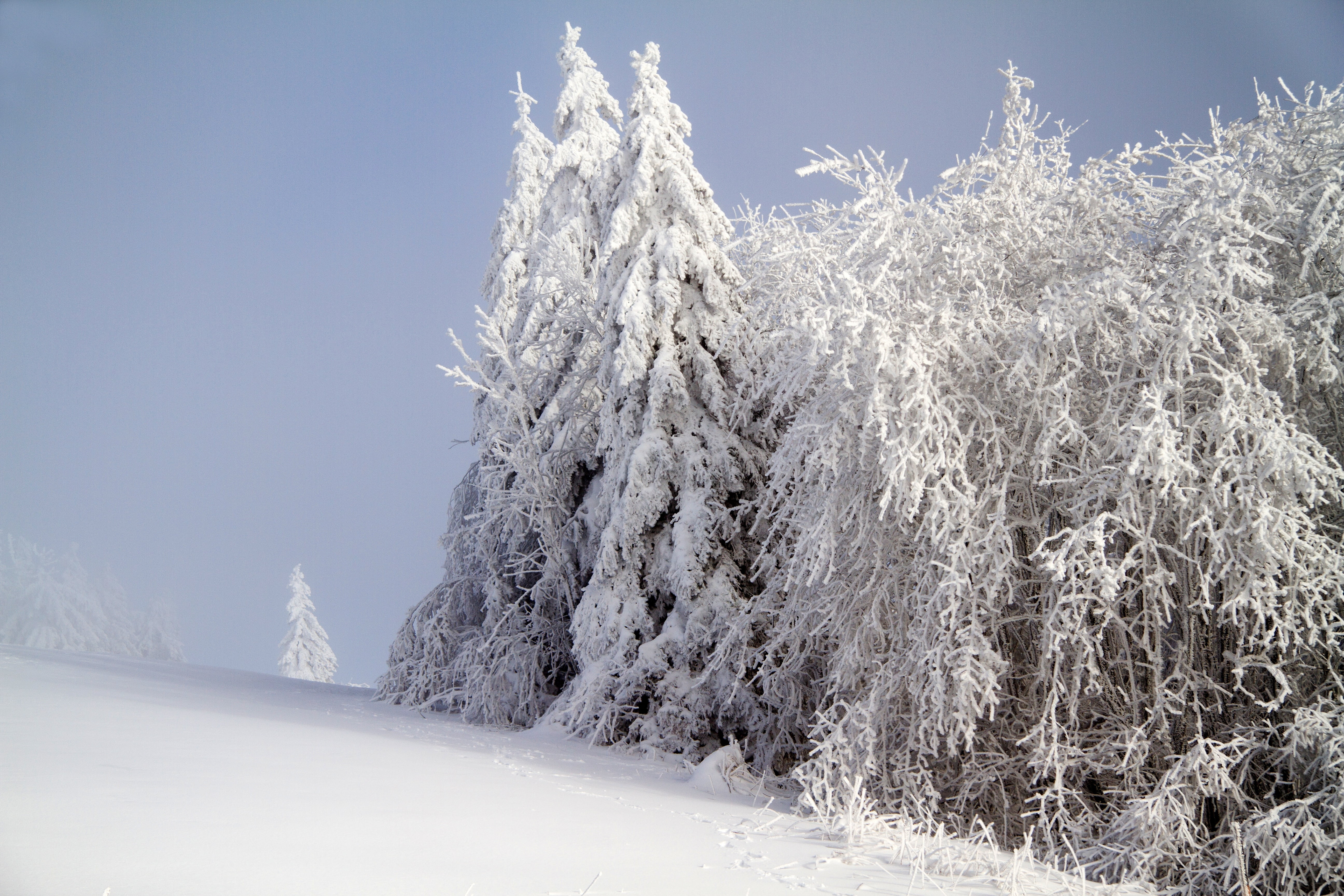 landscape, coniferous tree, snowcapped mountain, forest, woodland, pine woodland, white color, tree, hochrhoen, beauty in nature, land, evergreen tree, HD Wallpaper