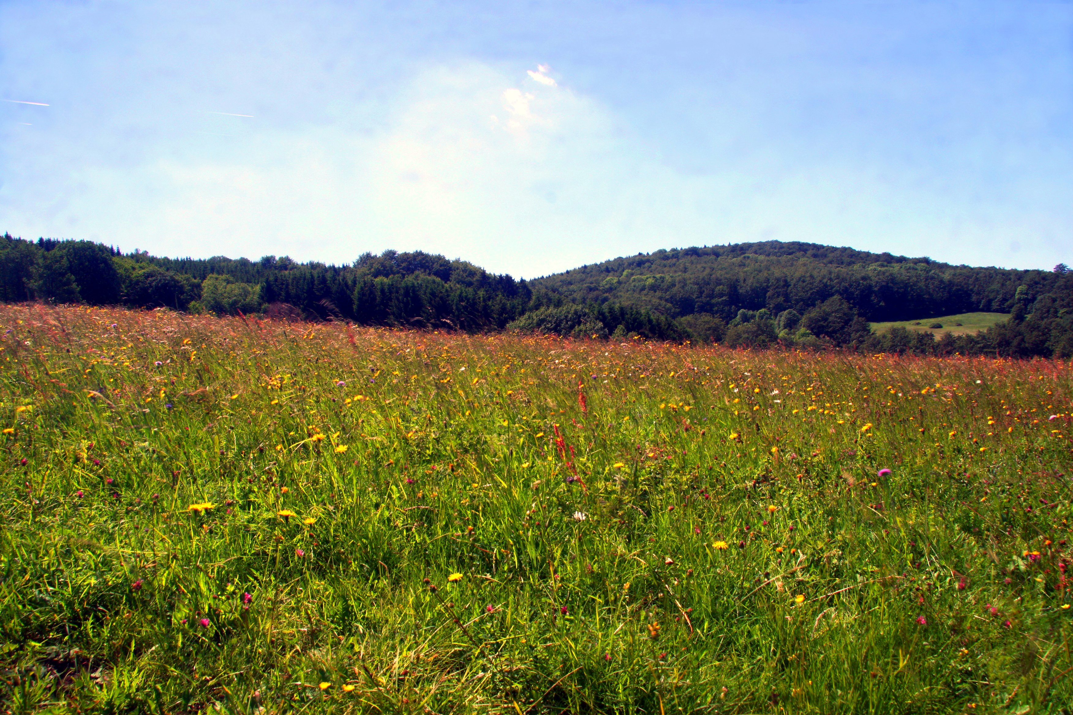 day, flower meadow, spring, environment, scenics - nature, no people, spring meadow, growth, flowering plant, outdoors, flower, tranquil scene, sky, nature, HD Wallpaper