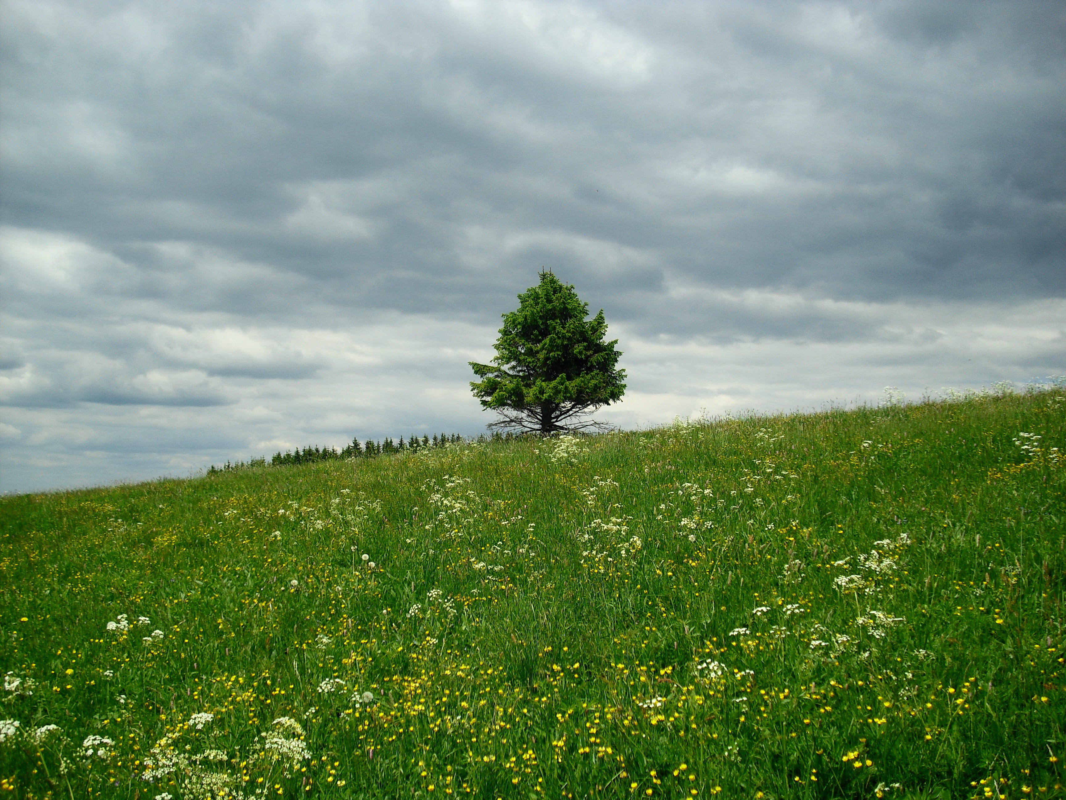 plant, sky, outdoors, middle, walk, cloud - sky, cloudiness, flower, meadow, trees, land, 2K, rhön, flowering plant, summer, grass, field, environment, HD Wallpaper