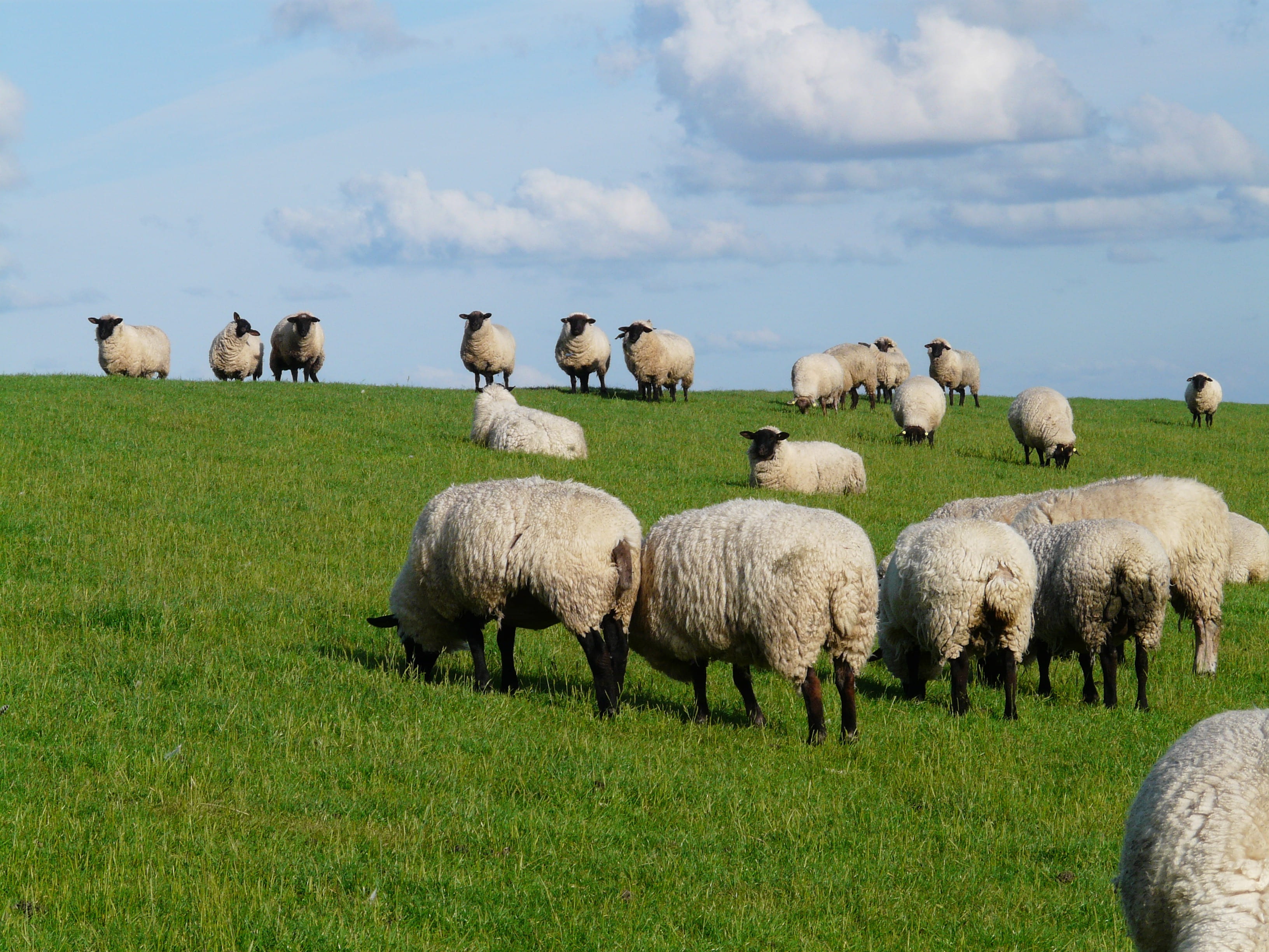rest, north sea, grazing, sky, outdoors, land, landscape, herd, agriculture, domestic, livestock, flock of sheep, plant, herbivorous, relaxation, dike, HD Wallpaper