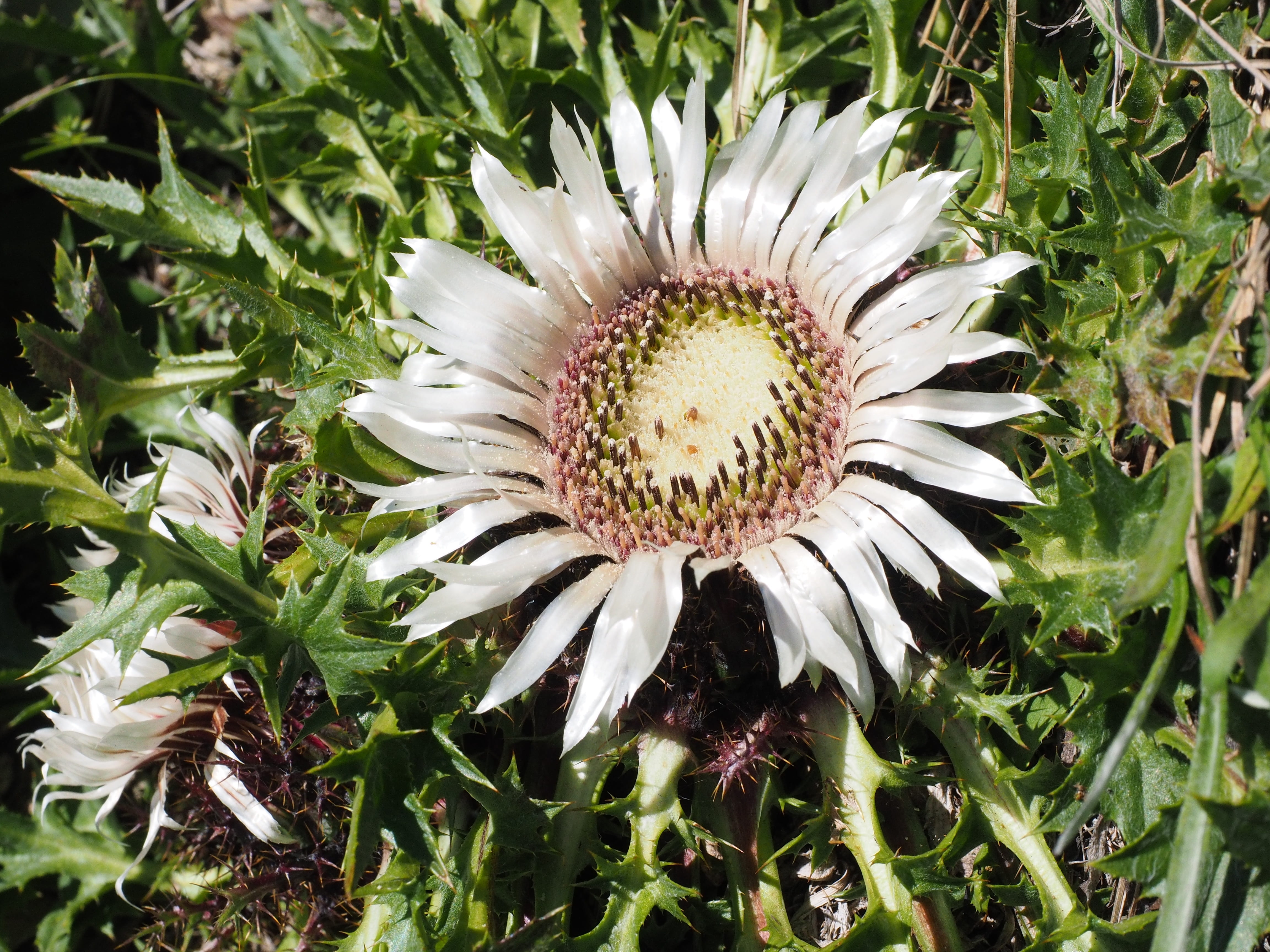 composites, hooking, asteraceae, gazania, inflorescence, beauty in nature, pollen, rhön mountains thistle, weather thistle, flowering, freshness, white pferdewurz, HD Wallpaper