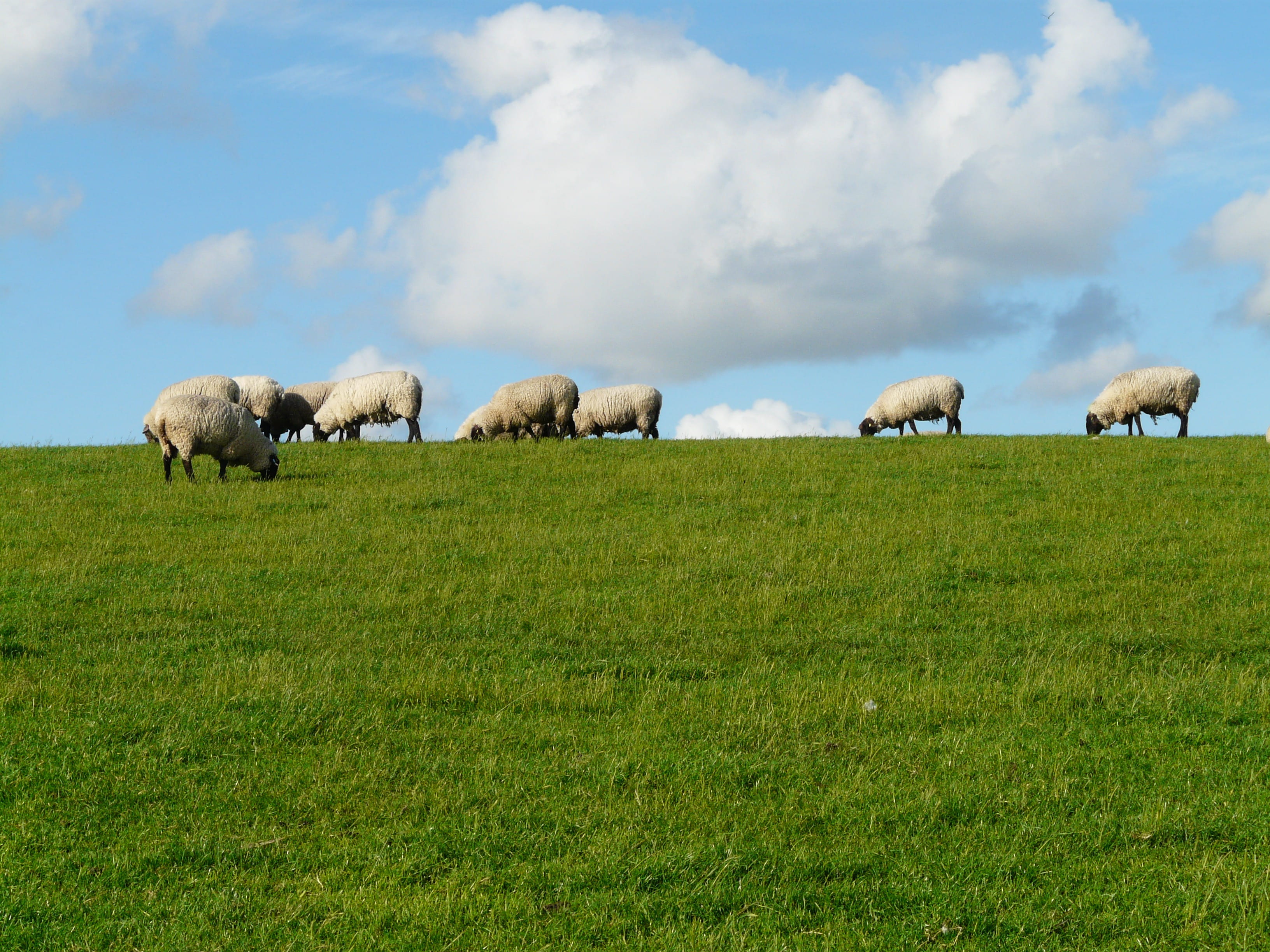 mammal, agriculture, scenics, fresh, grazing, livestock, summer, domestic animals, grass, meadow, lamb, rhön sheep, nature, group of animals, herd, sky, HD Wallpaper