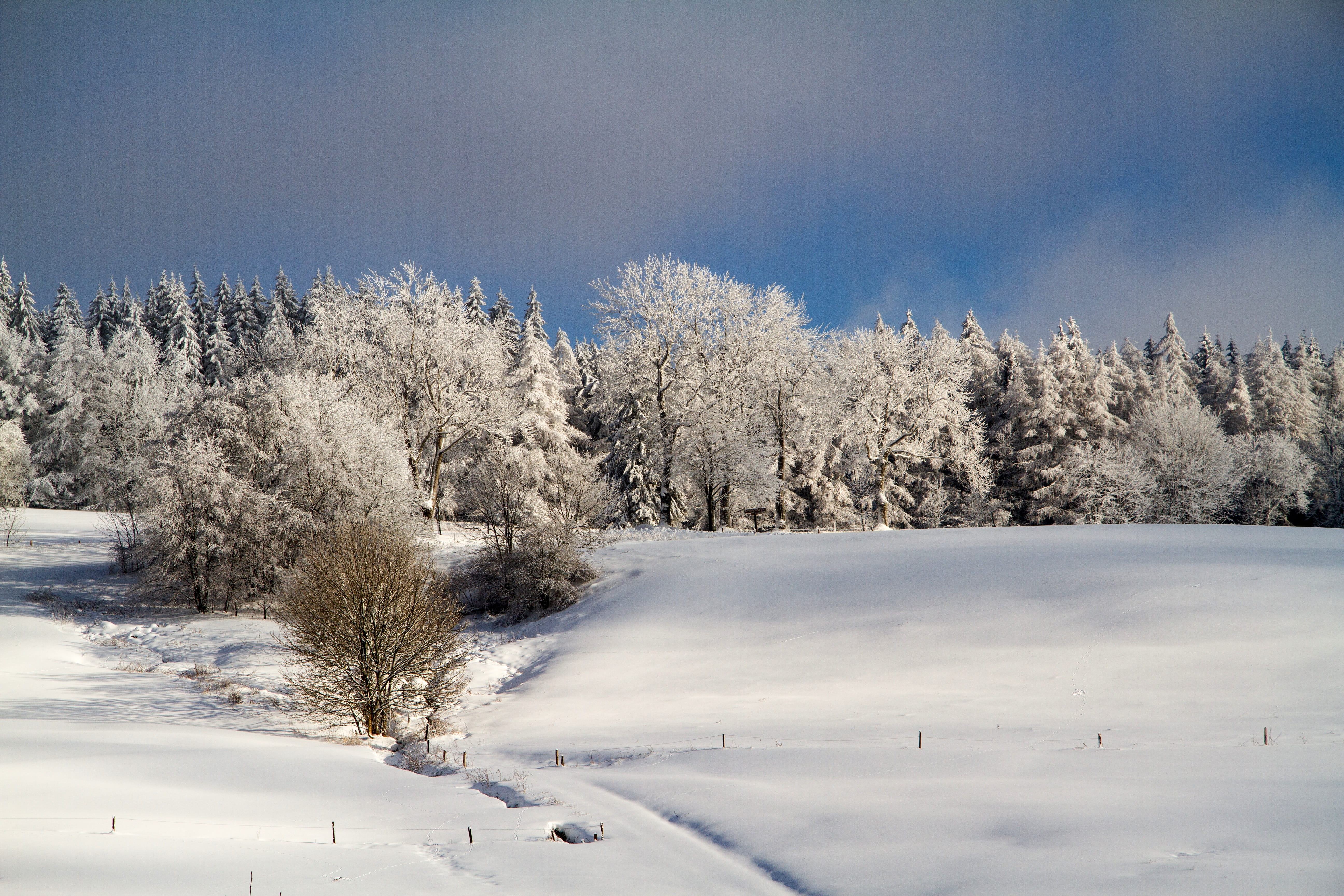 5K, environment, no people, hochrhoen, land, pine woodland, Winter, sky, Wintry, rhön winter, scenics - nature, tranquil scene, woodland, white color, HD Wallpaper
