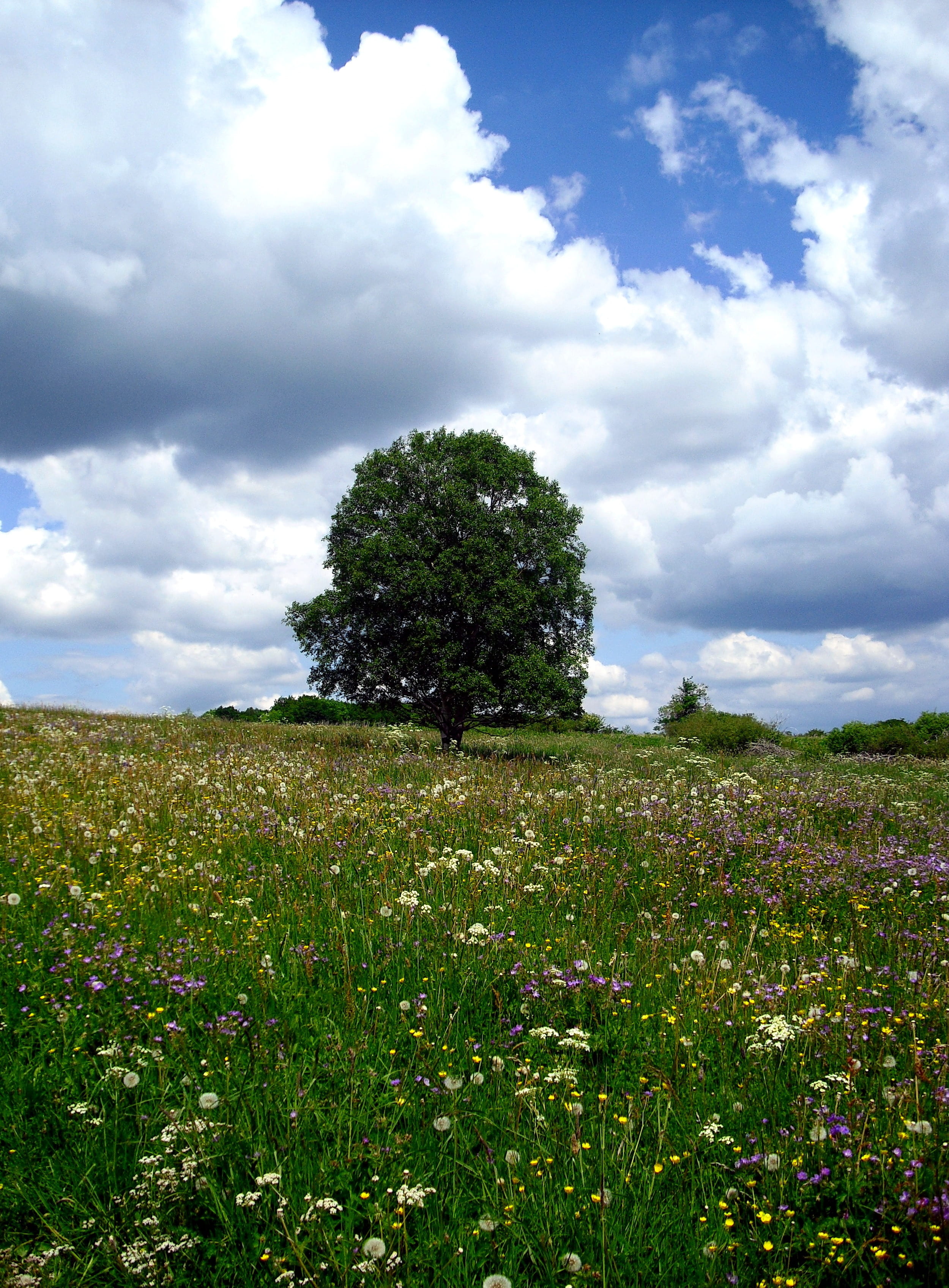 field, outdoors, cloud - sky, green color, beauty in nature, hochrhoen, green, landscape, plant, day, tree, clouds, no people, land, tranquil scene, reported, Phone HD Wallpaper