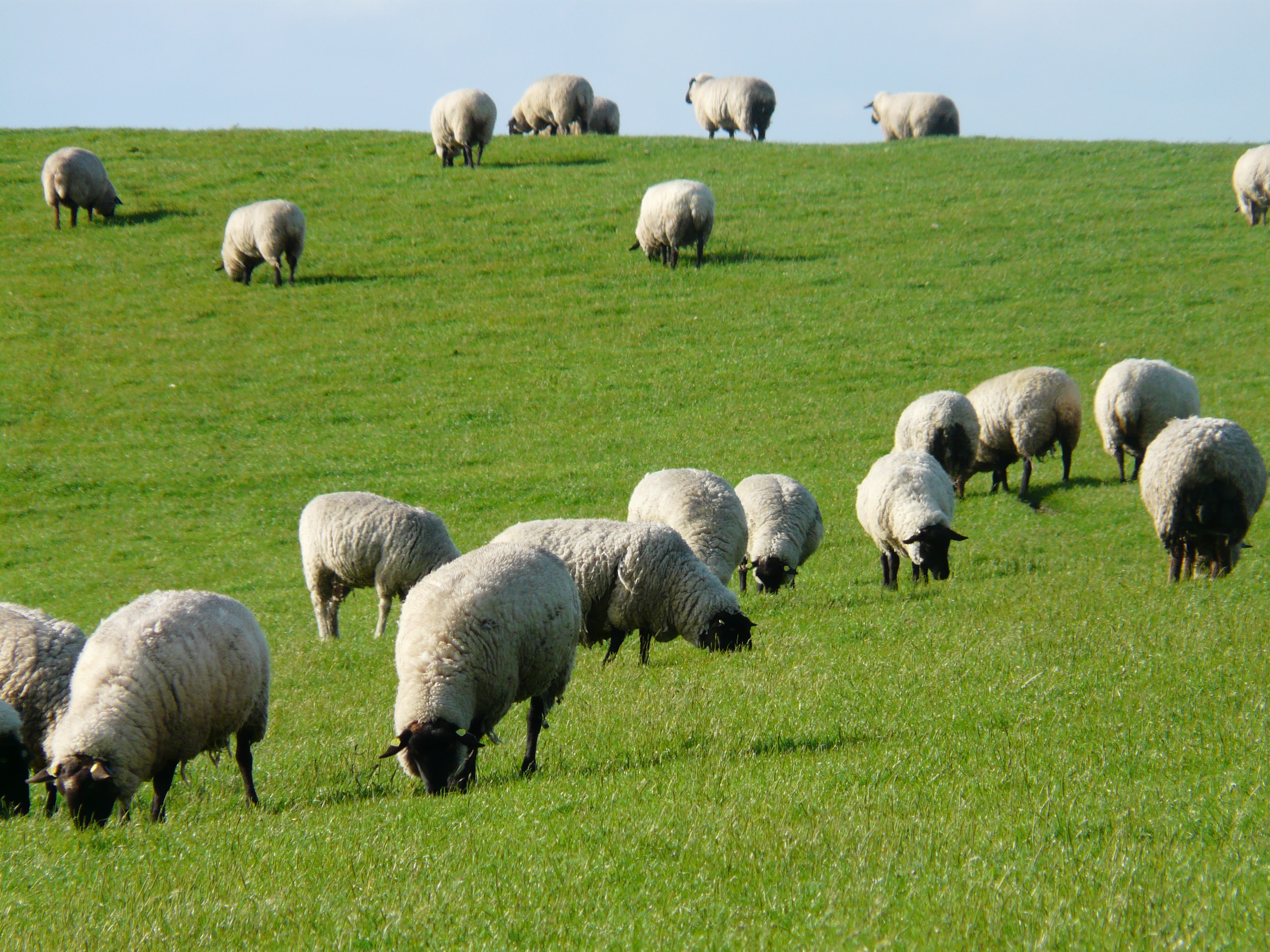 land, rest, pets, domestic, animal themes, large group of animals, grazing, idyll, rhön sheep, landscape, livestock, outdoors, meadow, herbivorous, chill out, HD Wallpaper