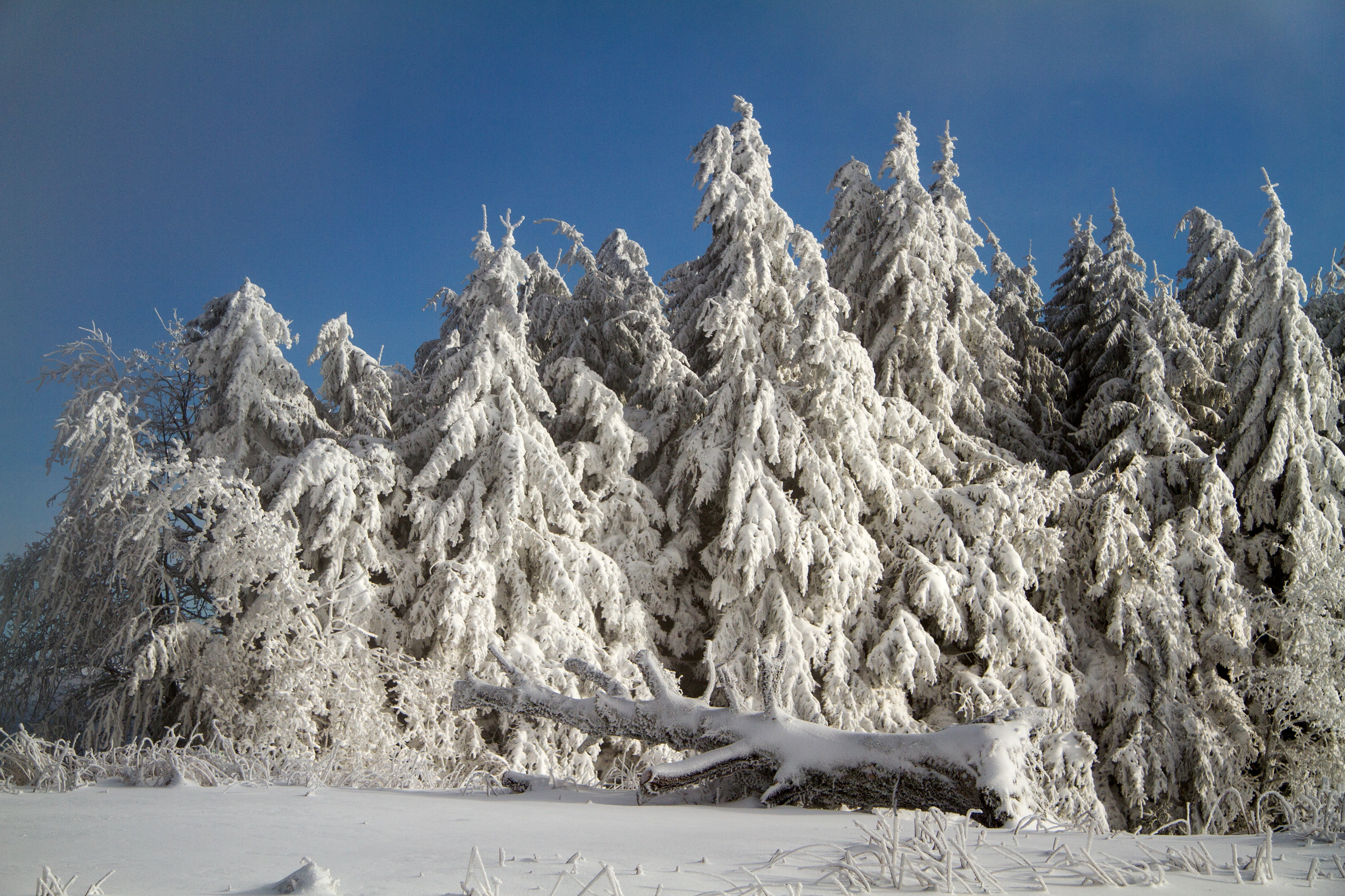 plant, land, fir tree, tranquil scene, snow, pine tree, snowcapped mountain, blue, landscape, no people, pine woodland, wintry, nature, sky, cold temperature, HD Wallpaper