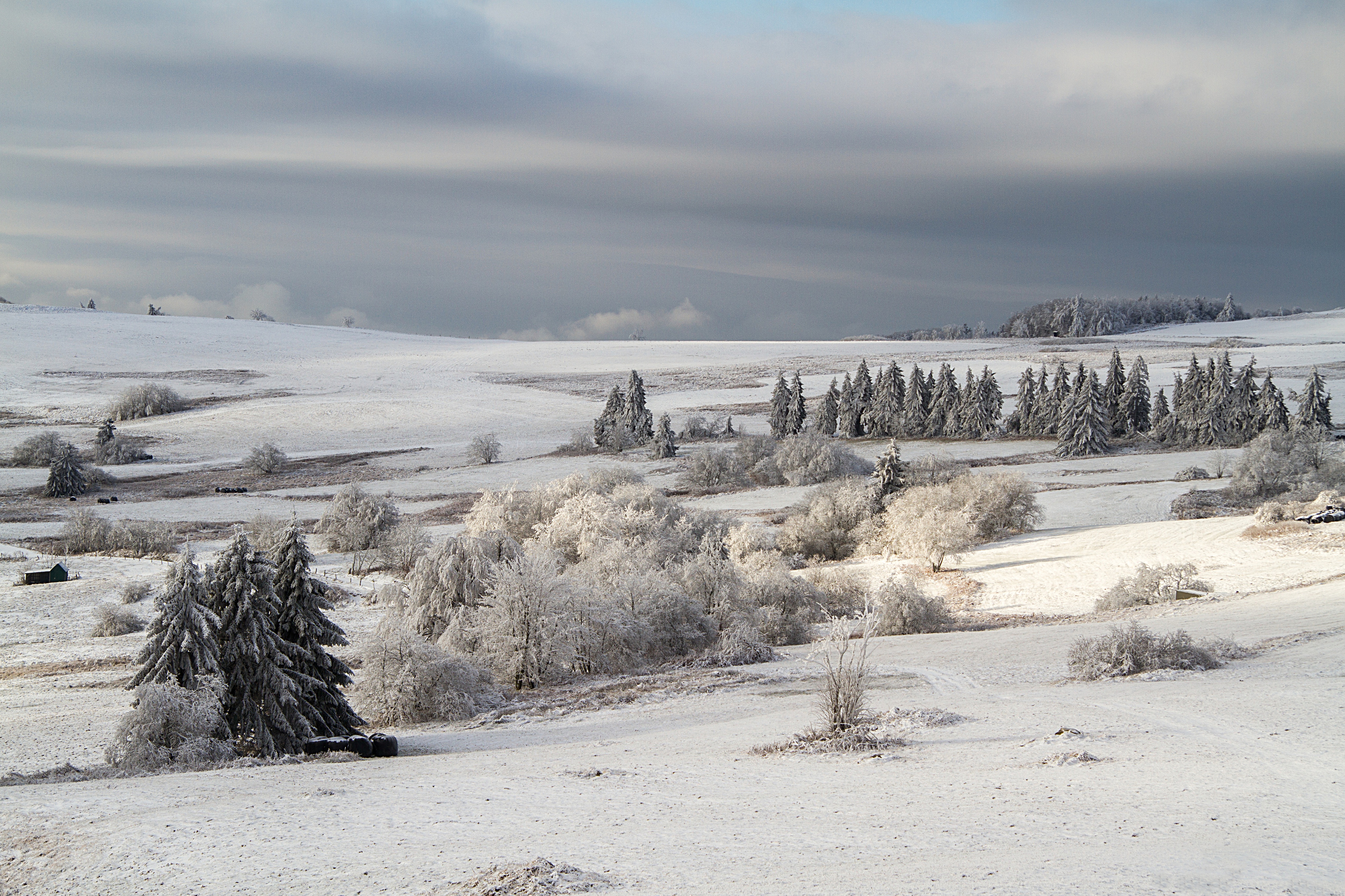 environment, nature, wintry, 4K, outdoors, landscape, pine woodland, cloudy, snow, frost, non-urban scene, plant, cold temperature, tree, cold - Temperature, HD Wallpaper