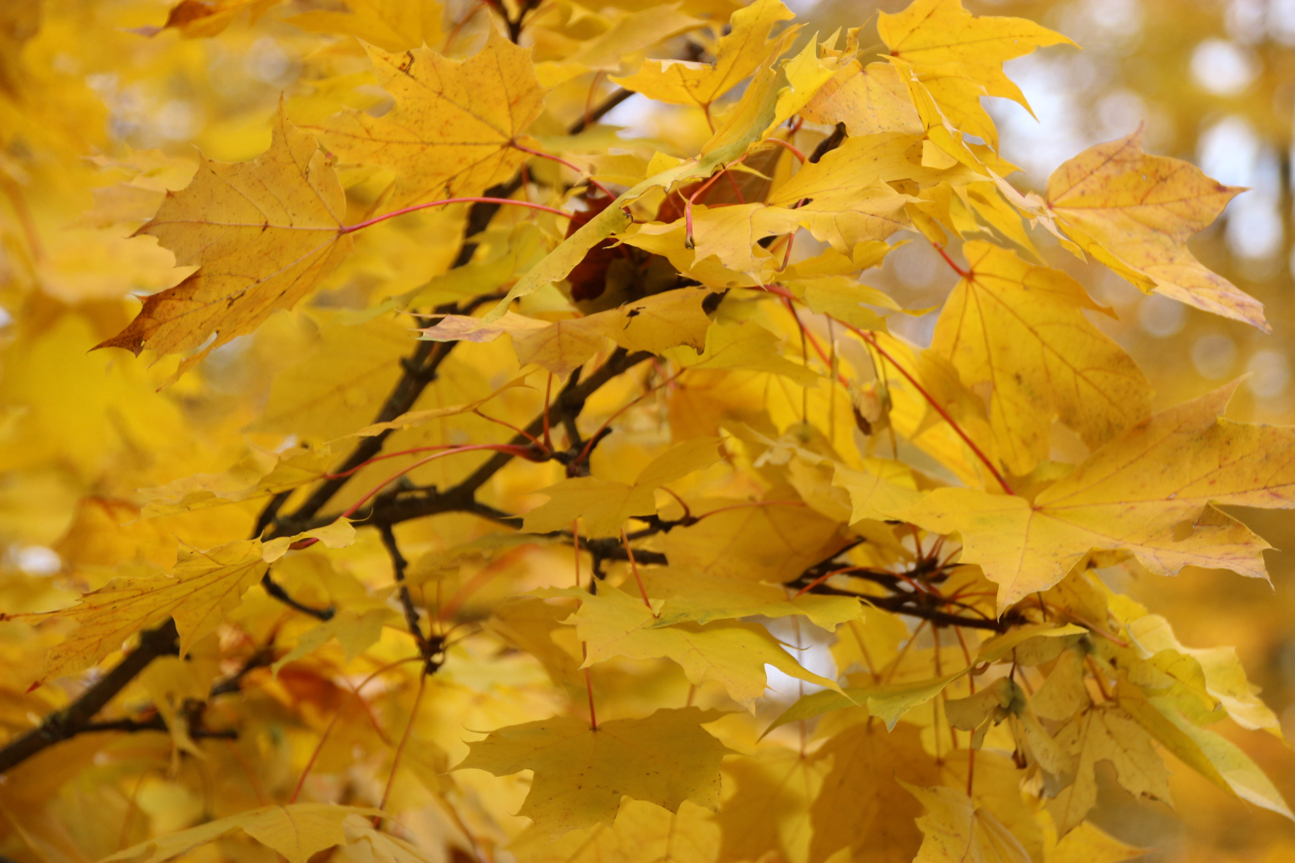 close-up, beauty in nature, bischofsheim an der rhön, germany, autumn collection, maple leaf, plant, natural condition, change, yellow, vulnerability, focus on foreground, HD Wallpaper